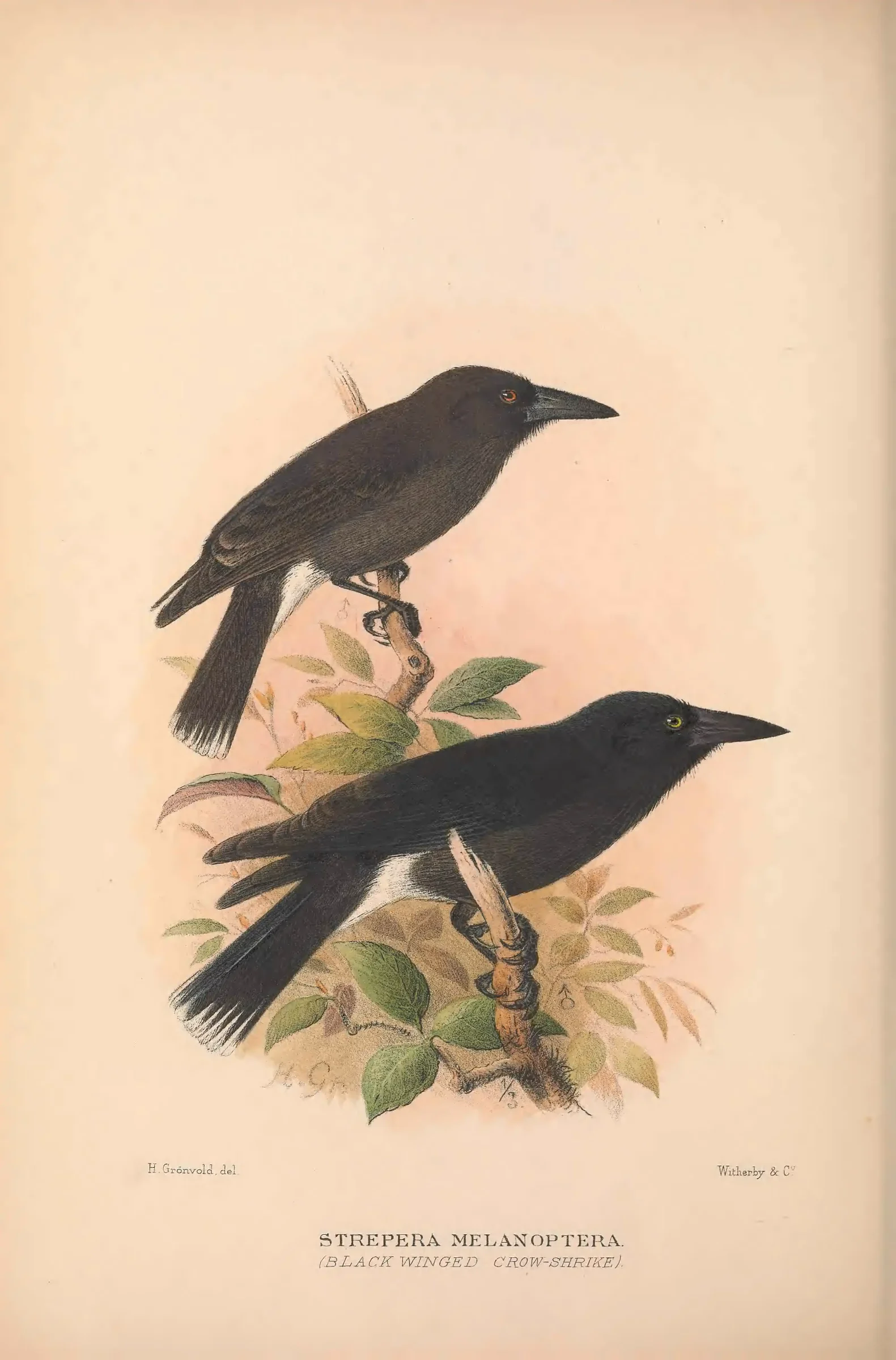 Historical bird plate: Grey Currawong