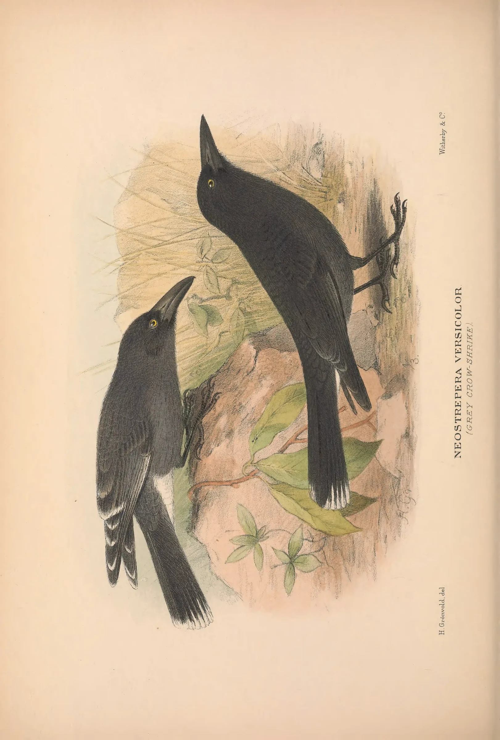 Historical bird plate: Grey Currawong