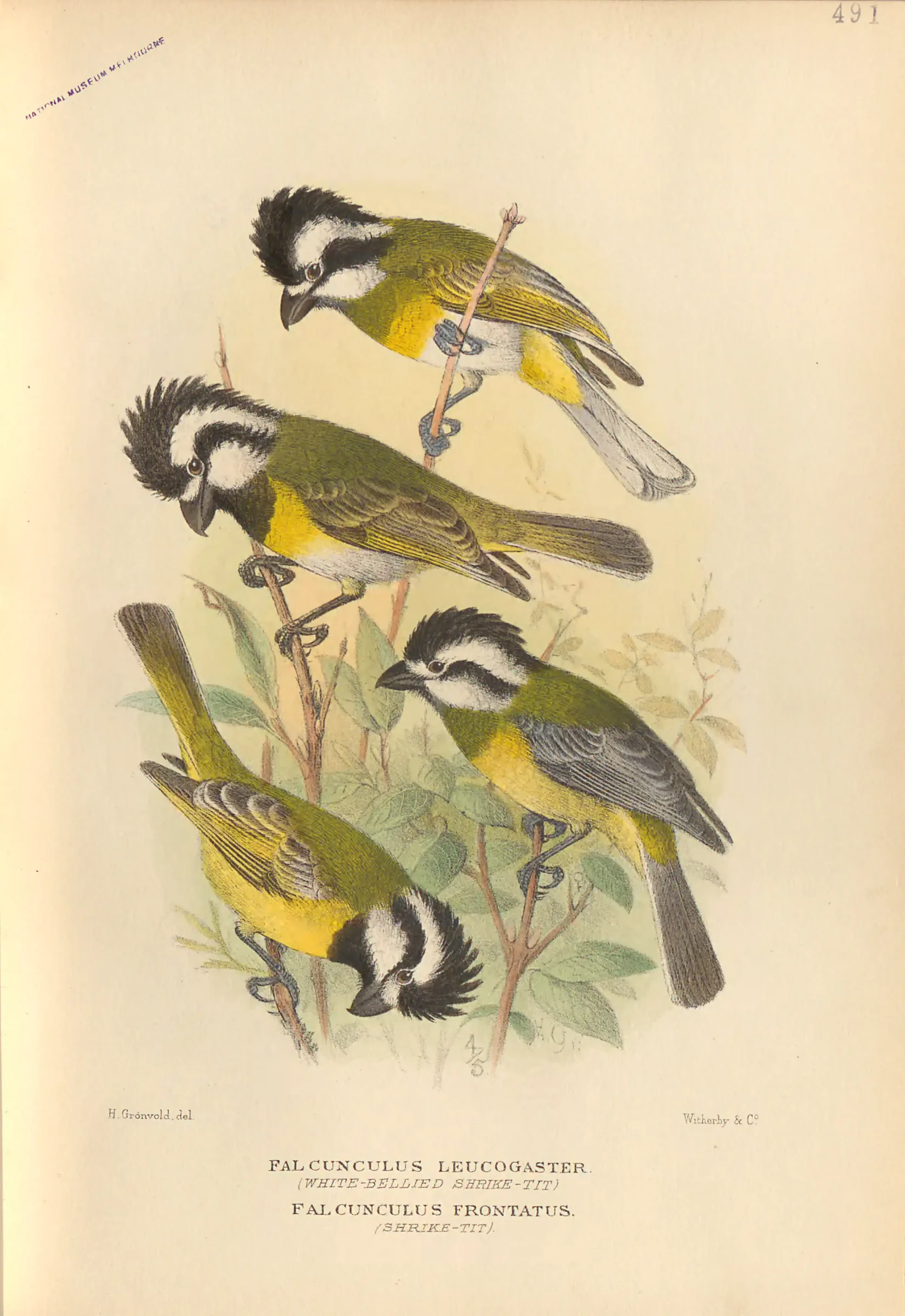 Historical bird plate: Eastern Shriketit