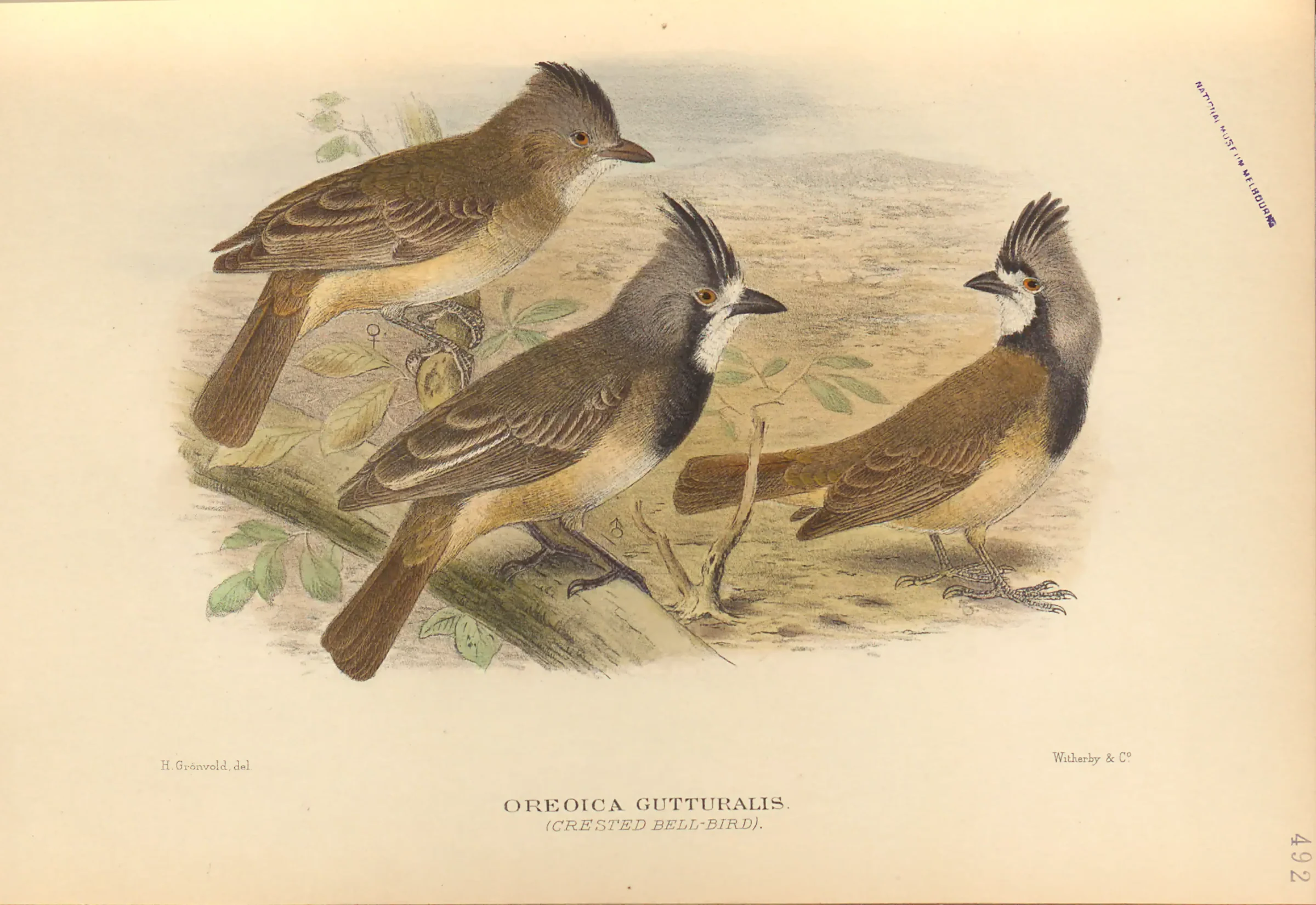Historical bird plate: Crested Bellbird