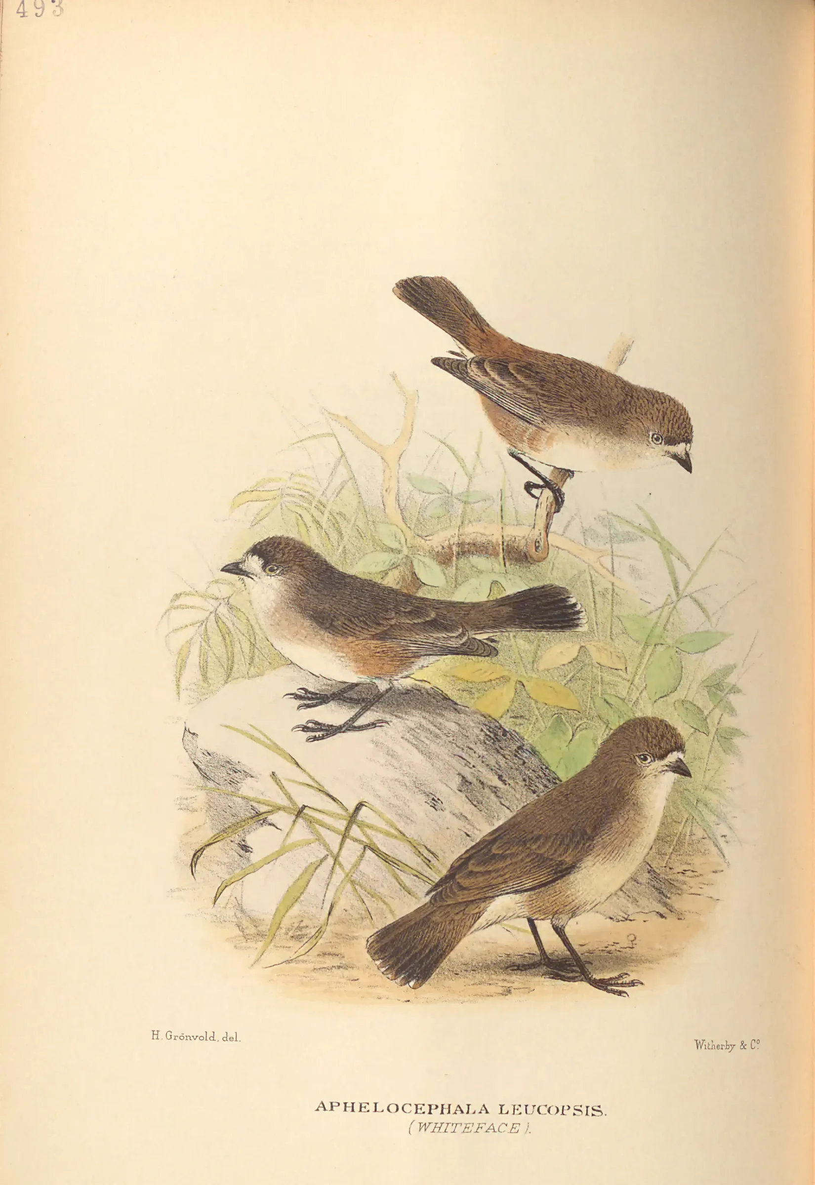 Historical bird plate: Southern Whiteface