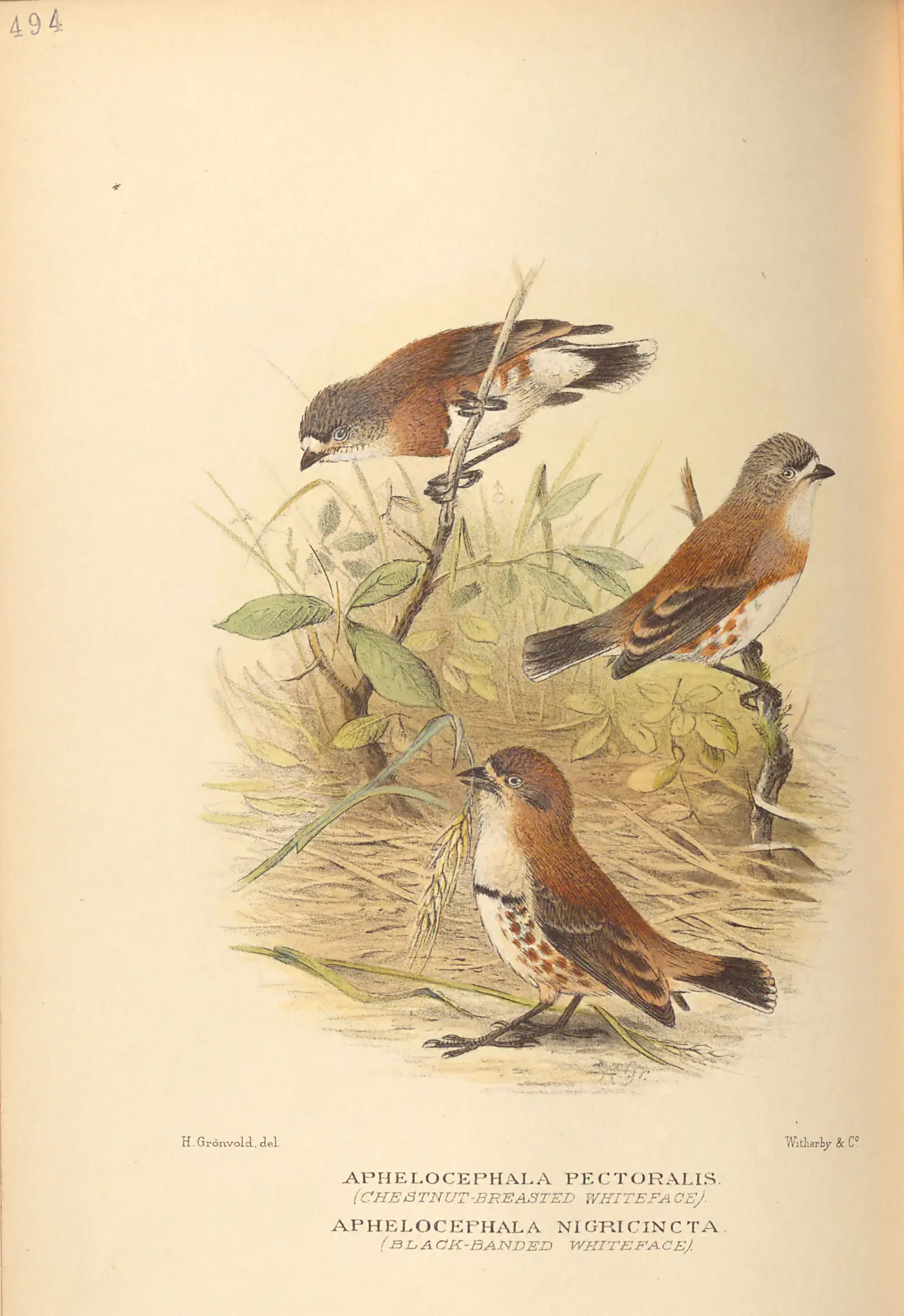 Historical bird plate: Banded Whiteface