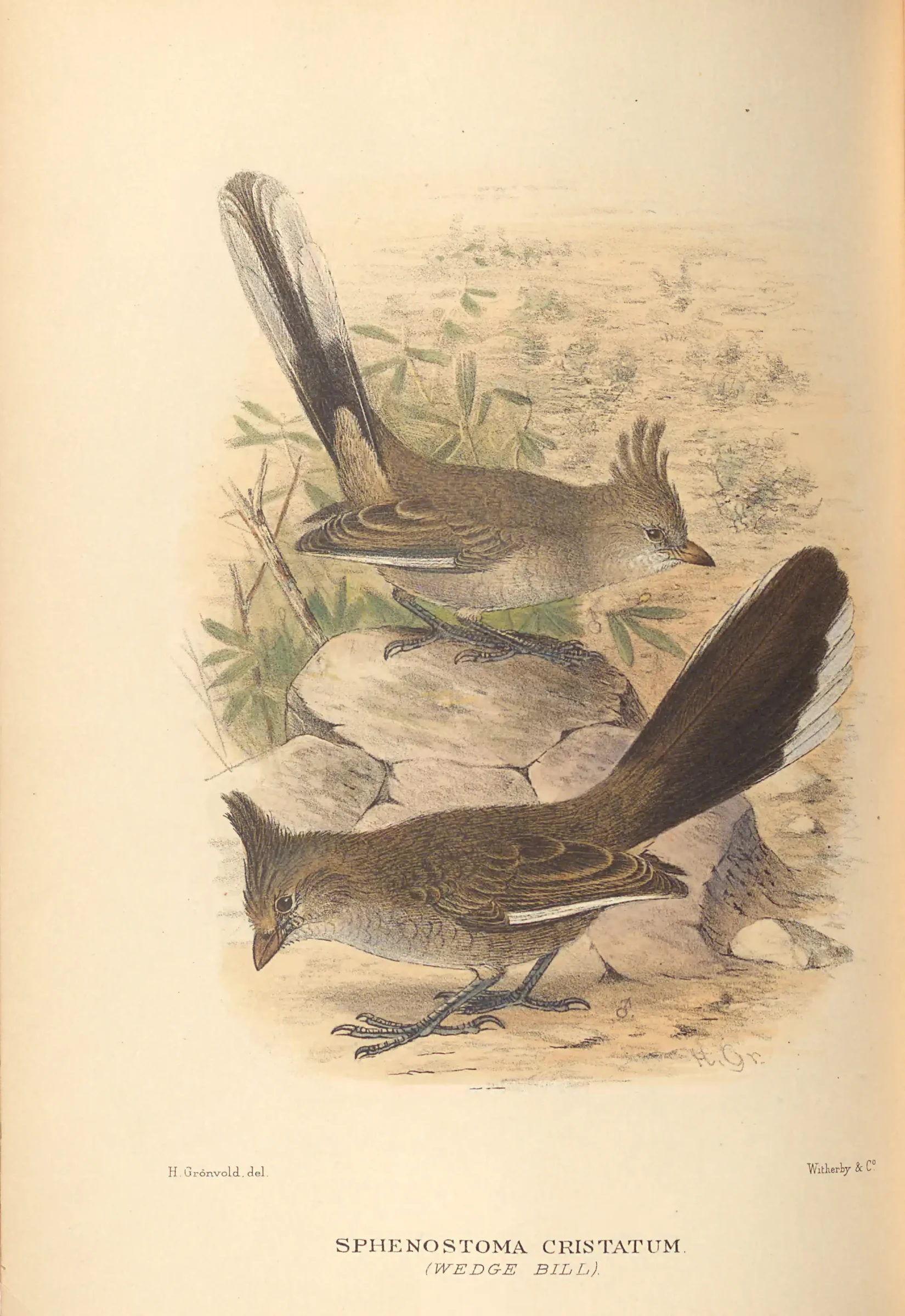 Historical bird plate: Chirruping Wedgebill