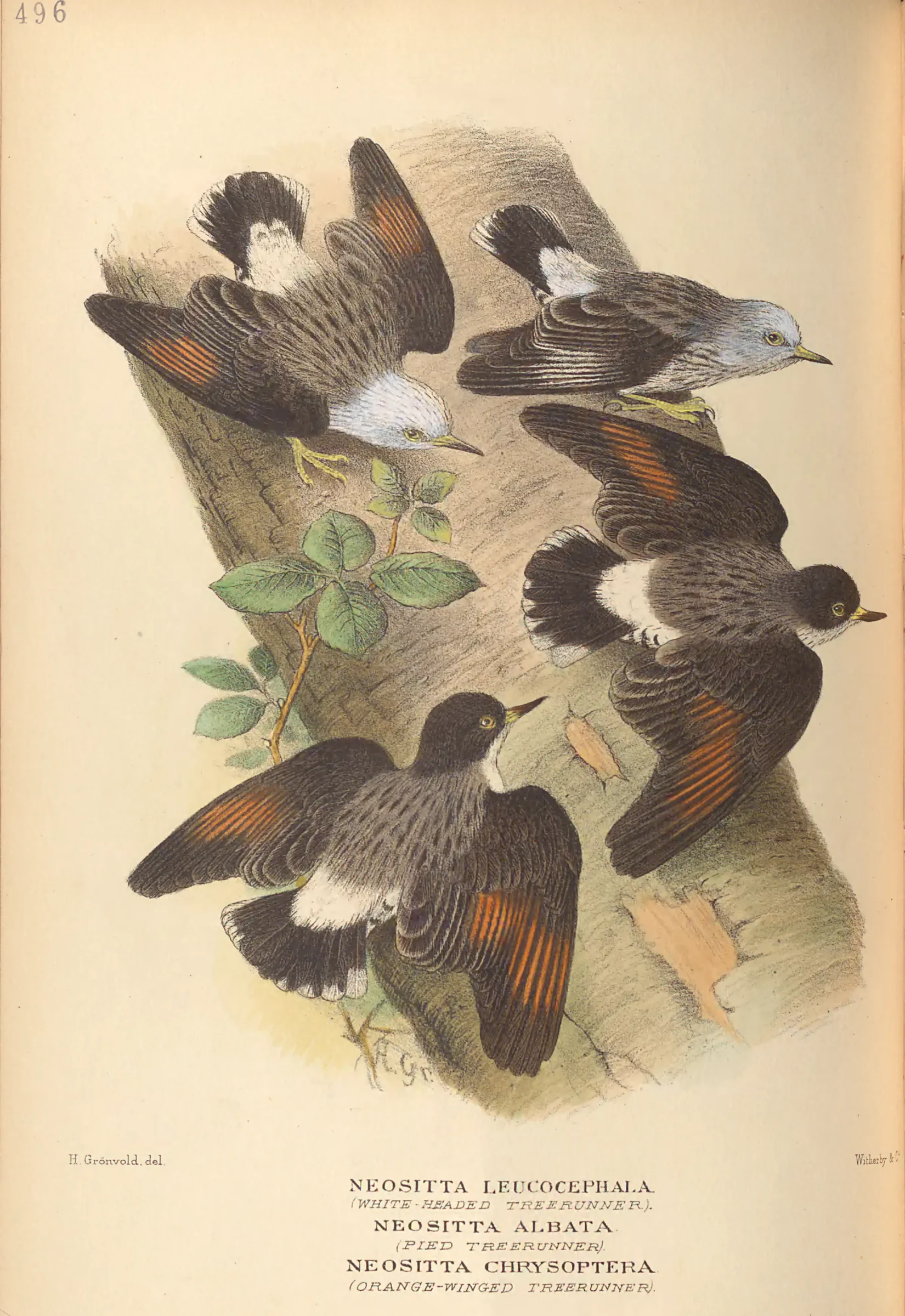 Historical bird plate: Varied Sittella