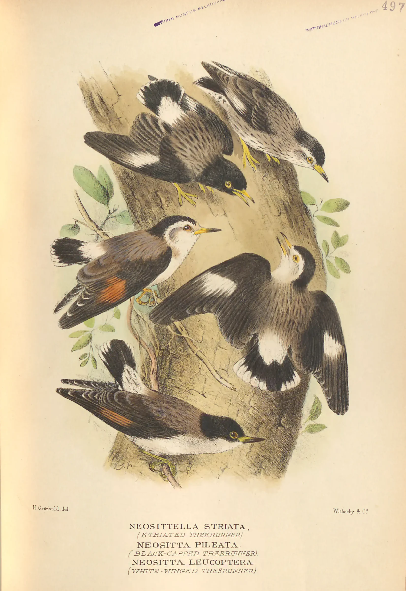 Historical bird plate: Varied Sittella