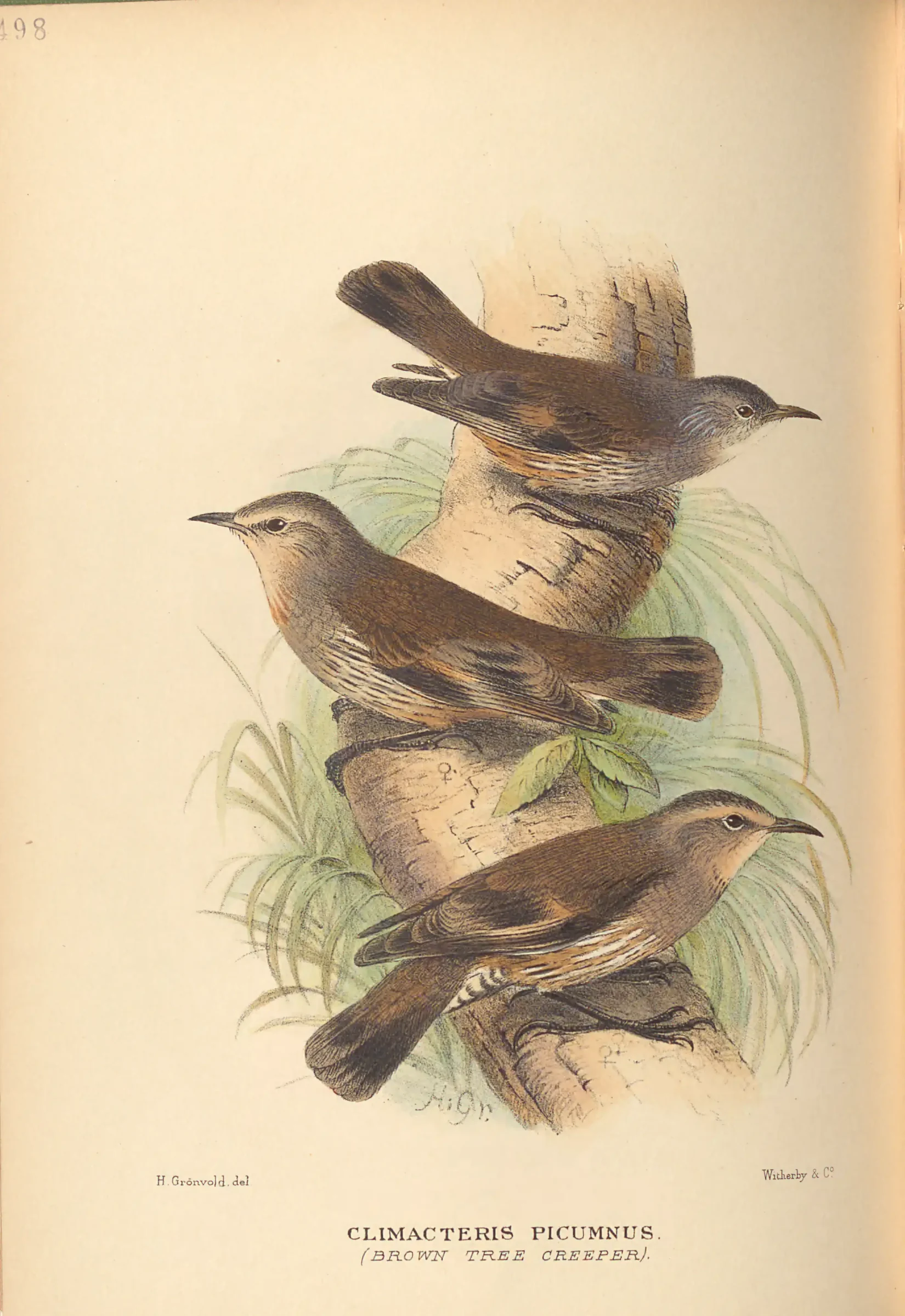 Historical bird plate: Brown Treecreeper