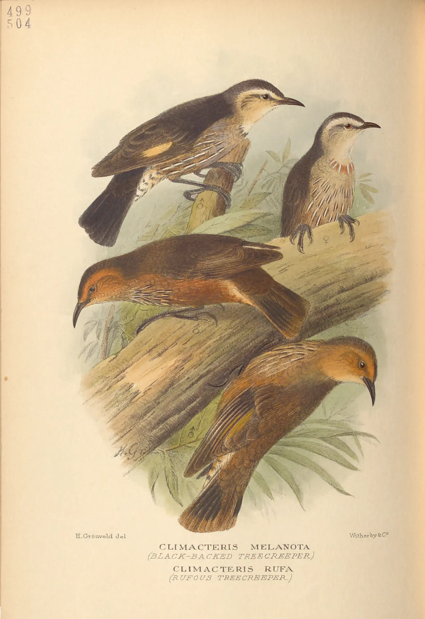 Historical bird plate: Brown Treecreeper