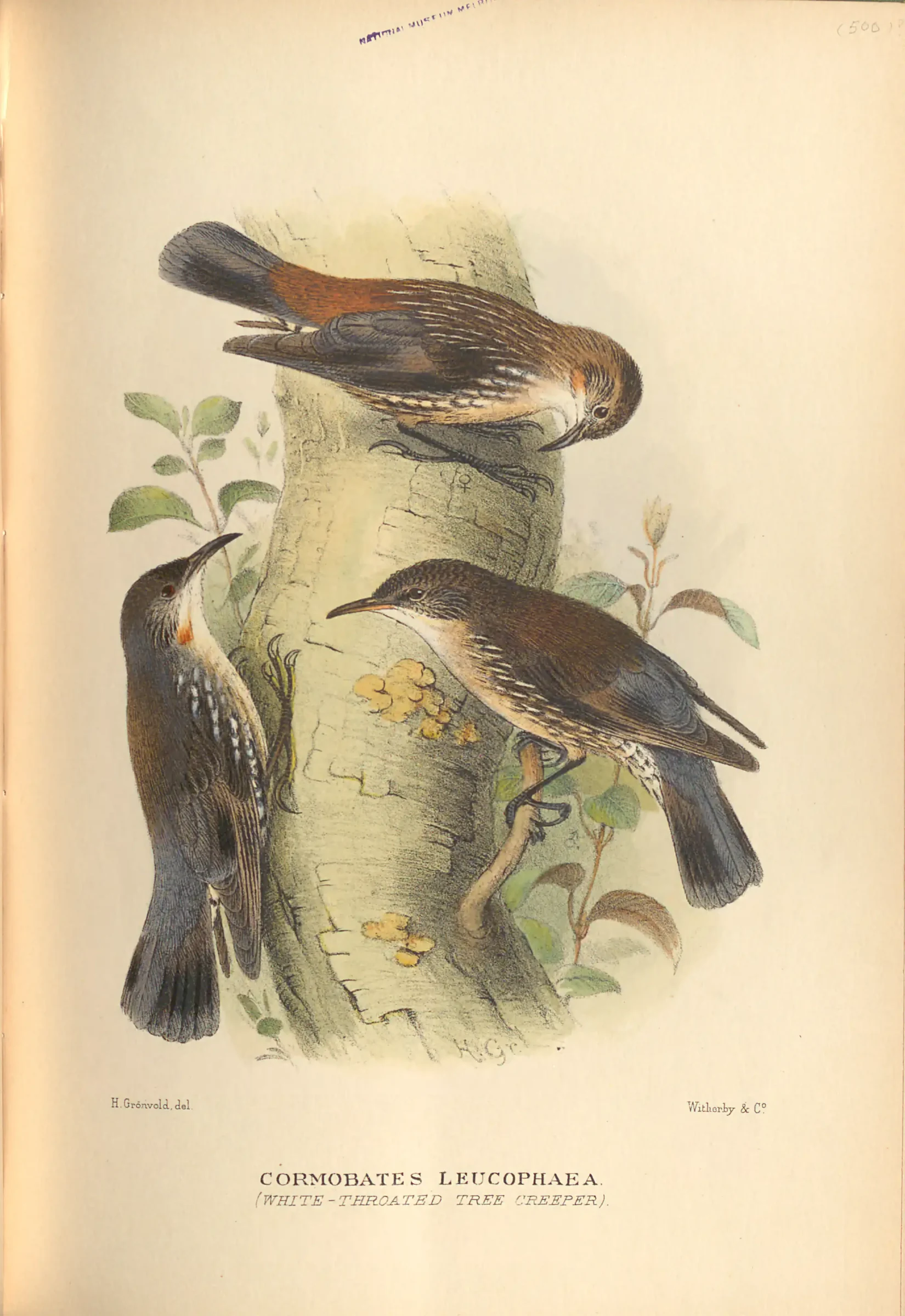 Historical bird plate: White-throated Treecreeper