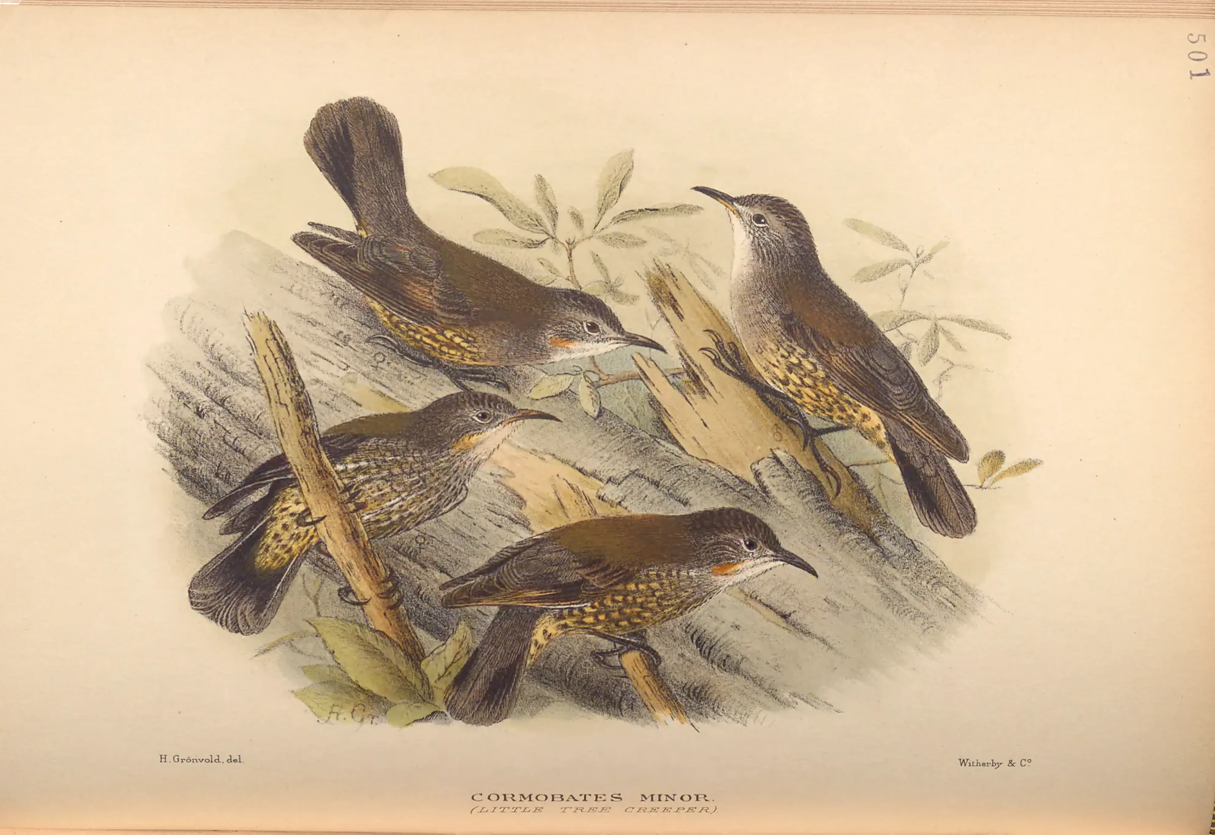 Historical bird plate: White-throated Treecreeper
