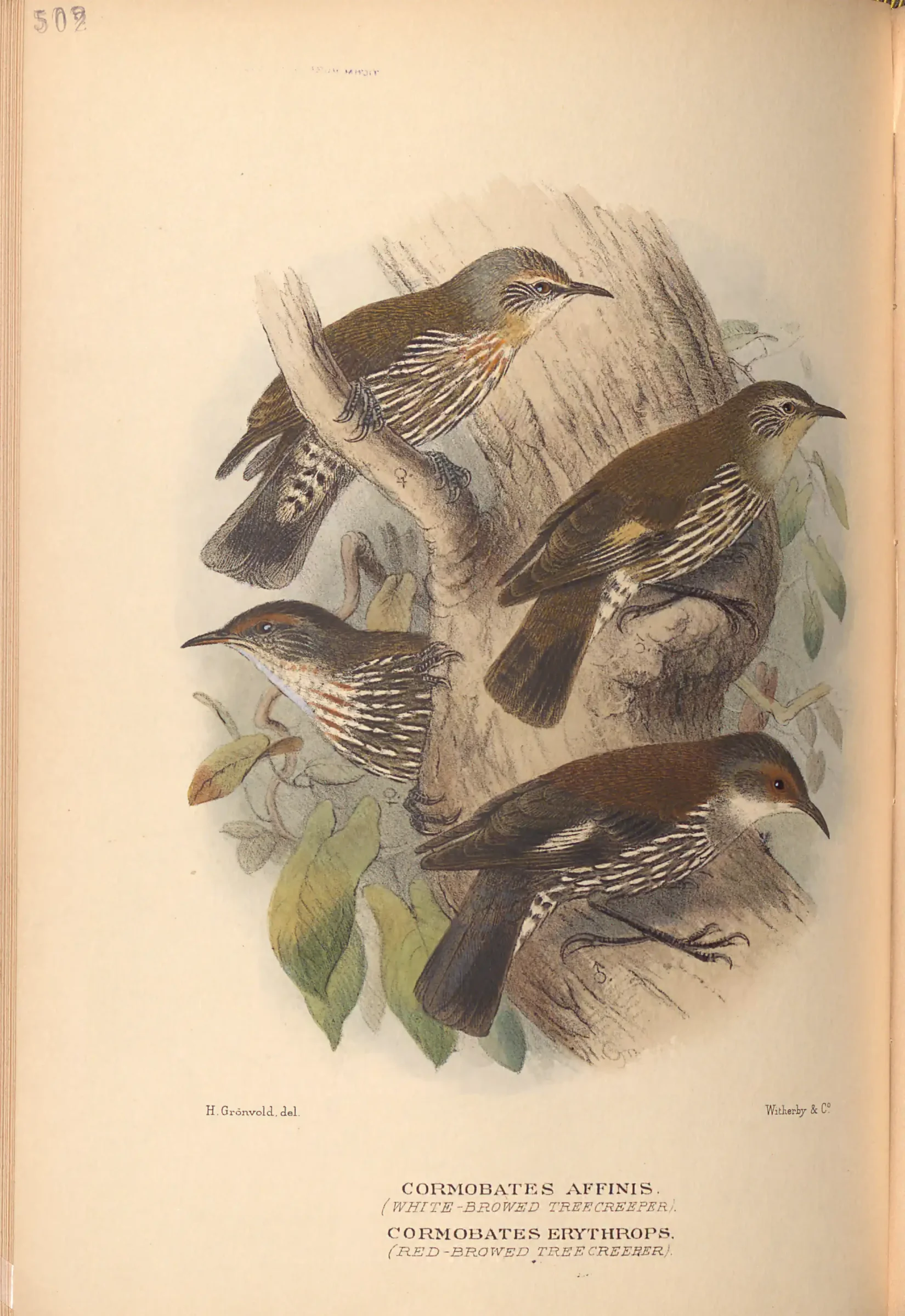 Historical bird plate: Red-browed Treecreeper