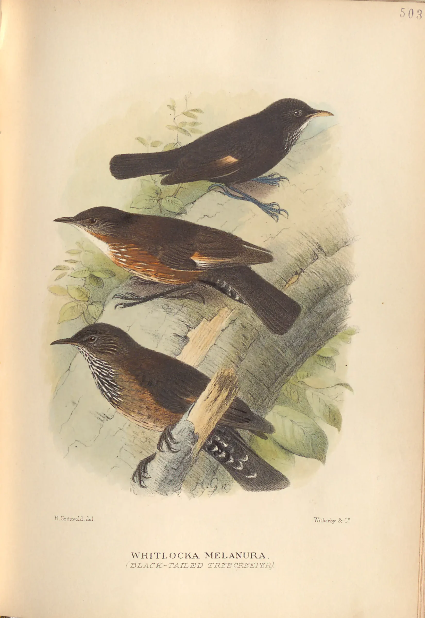 Historical bird plate: Black-tailed Treecreeper