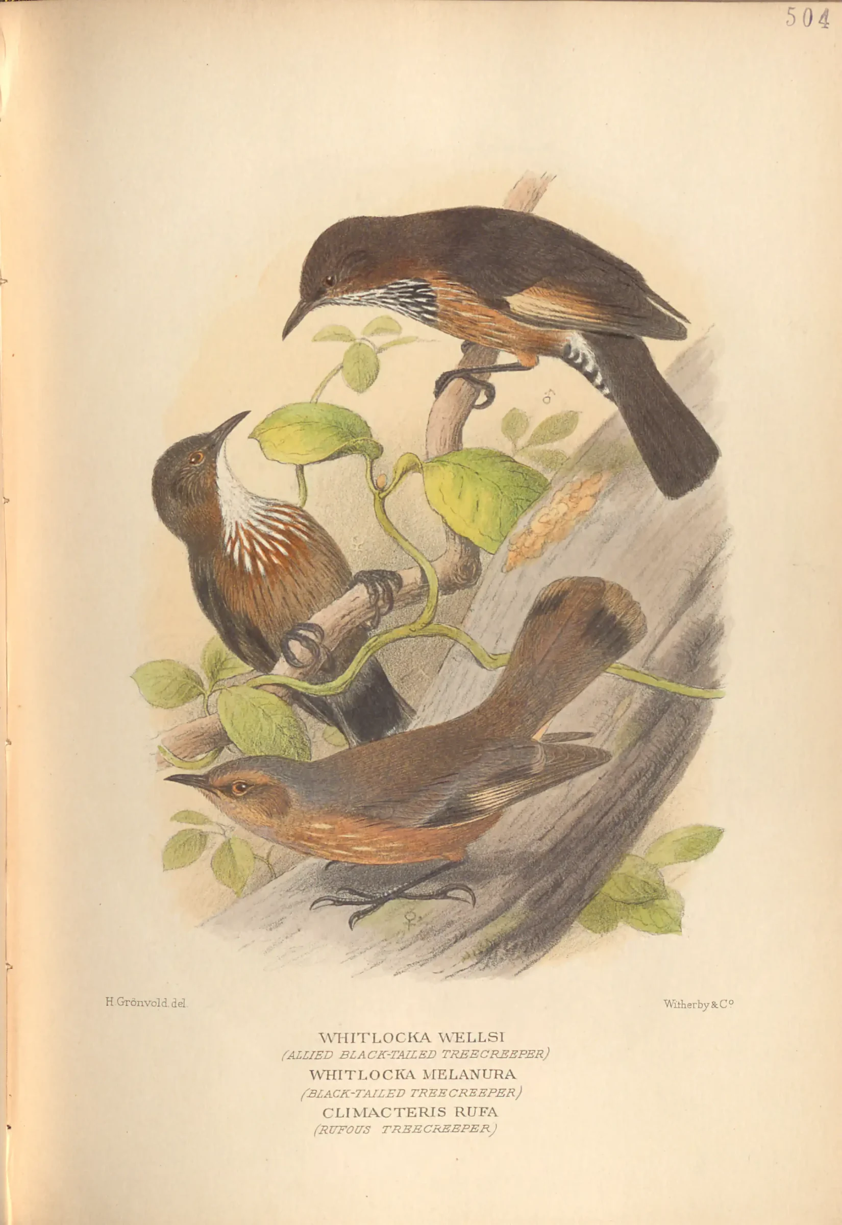 Historical bird plate: Black-tailed Treecreeper