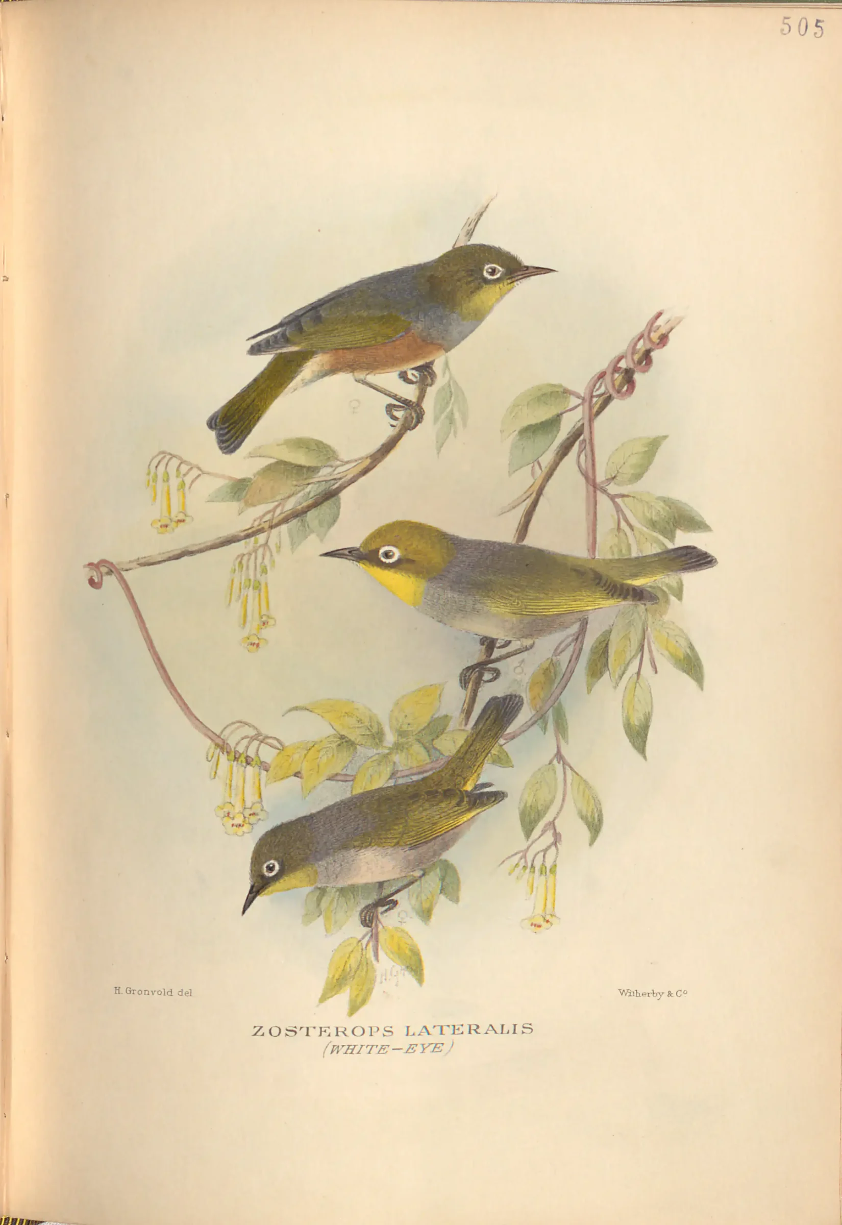 Historical bird plate: Silvereye