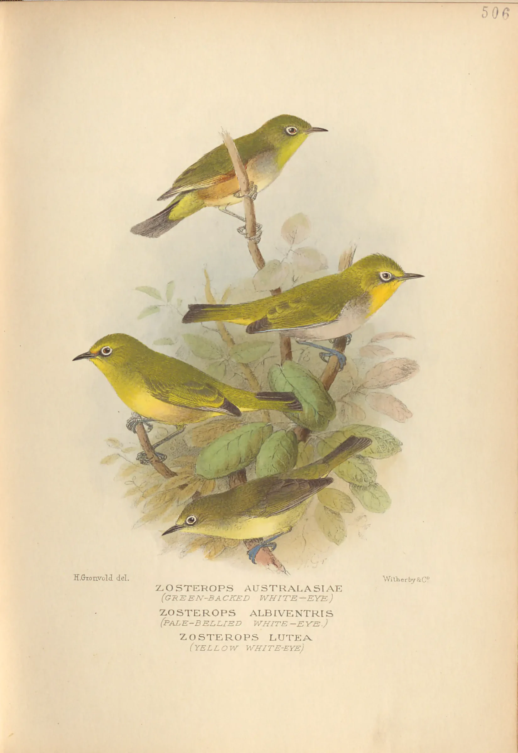 Historical bird plate: Ashy-bellied White-eye