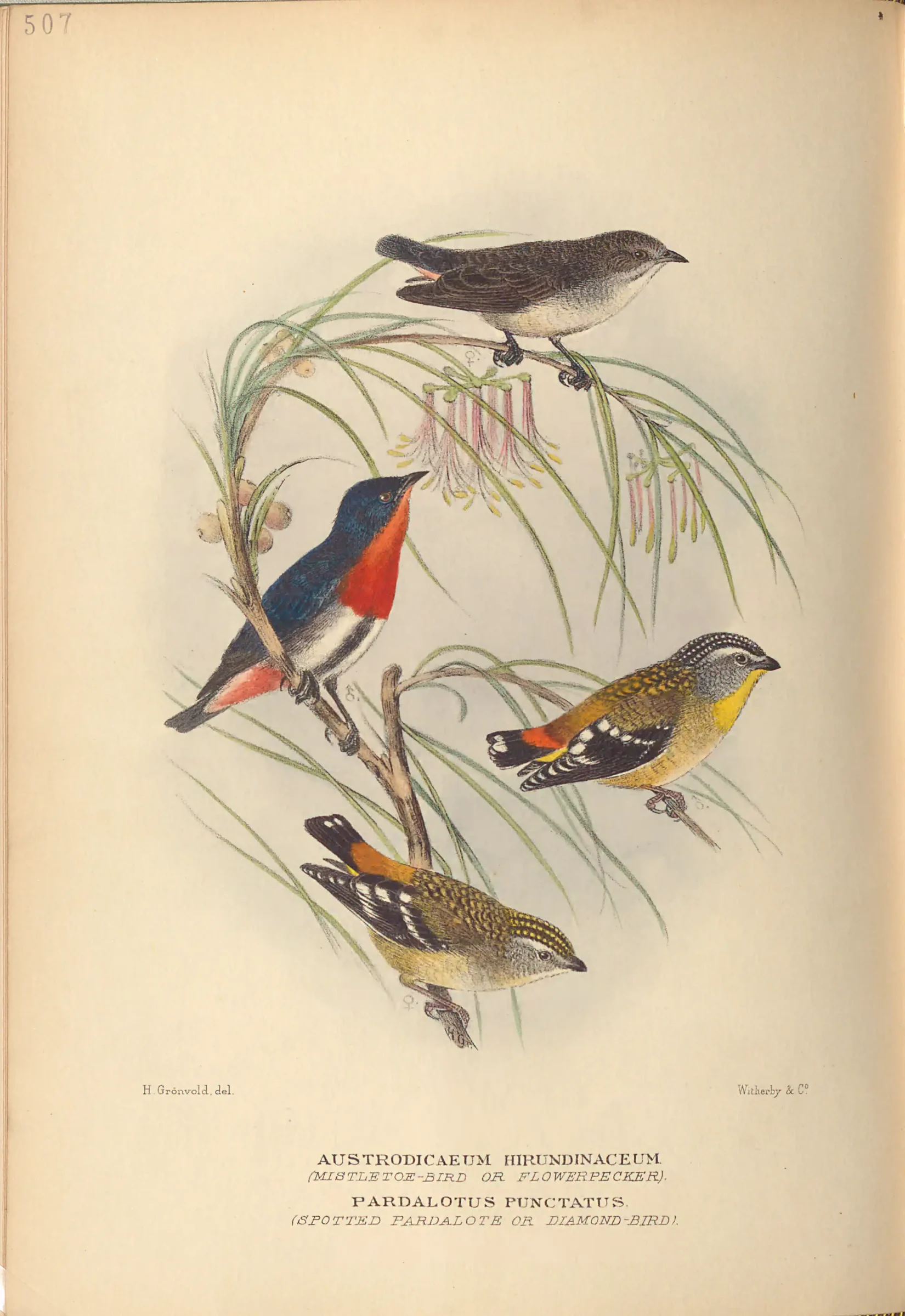Historical bird plate: Mistletoebird