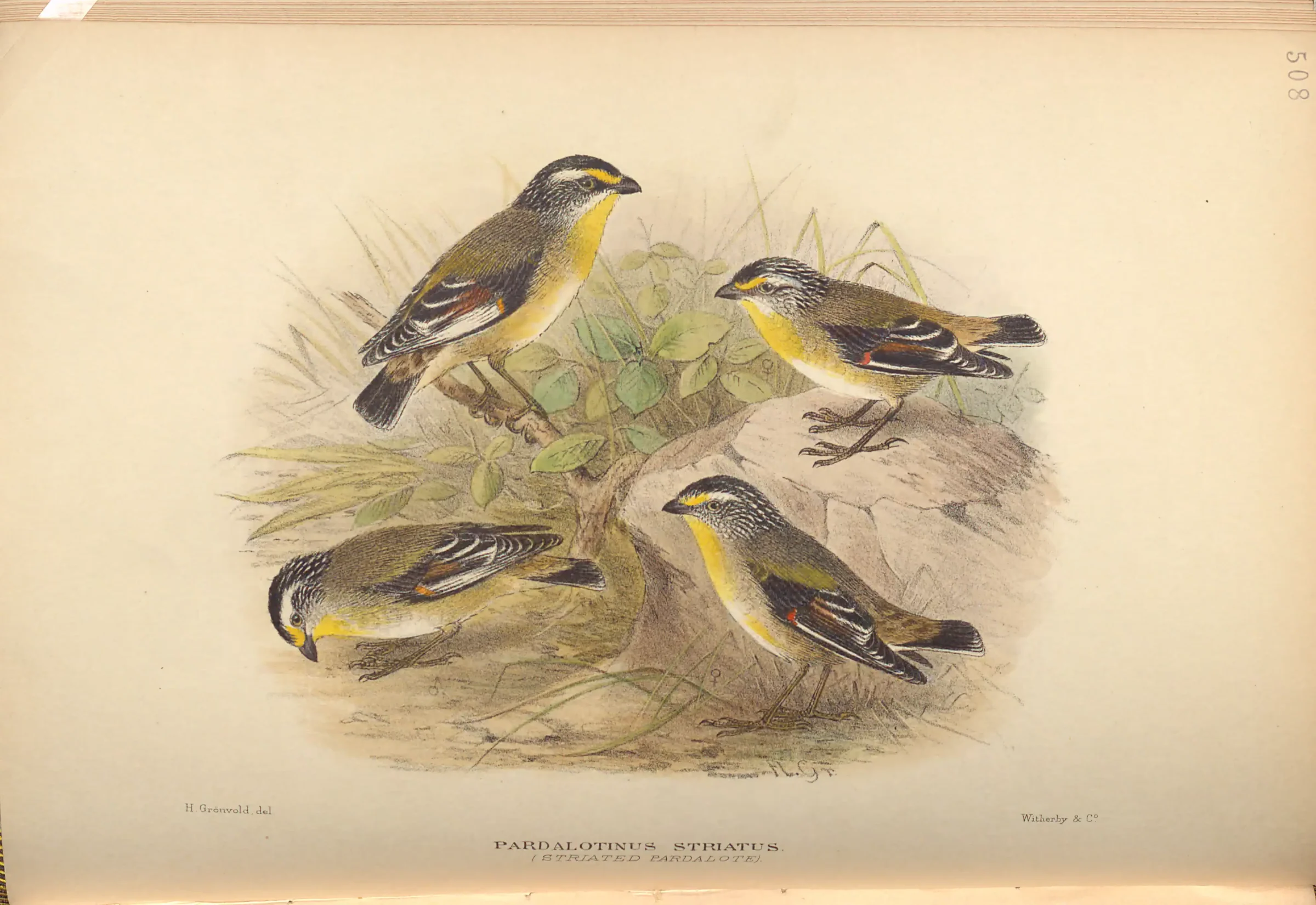 Historical bird plate: Striated Pardalote