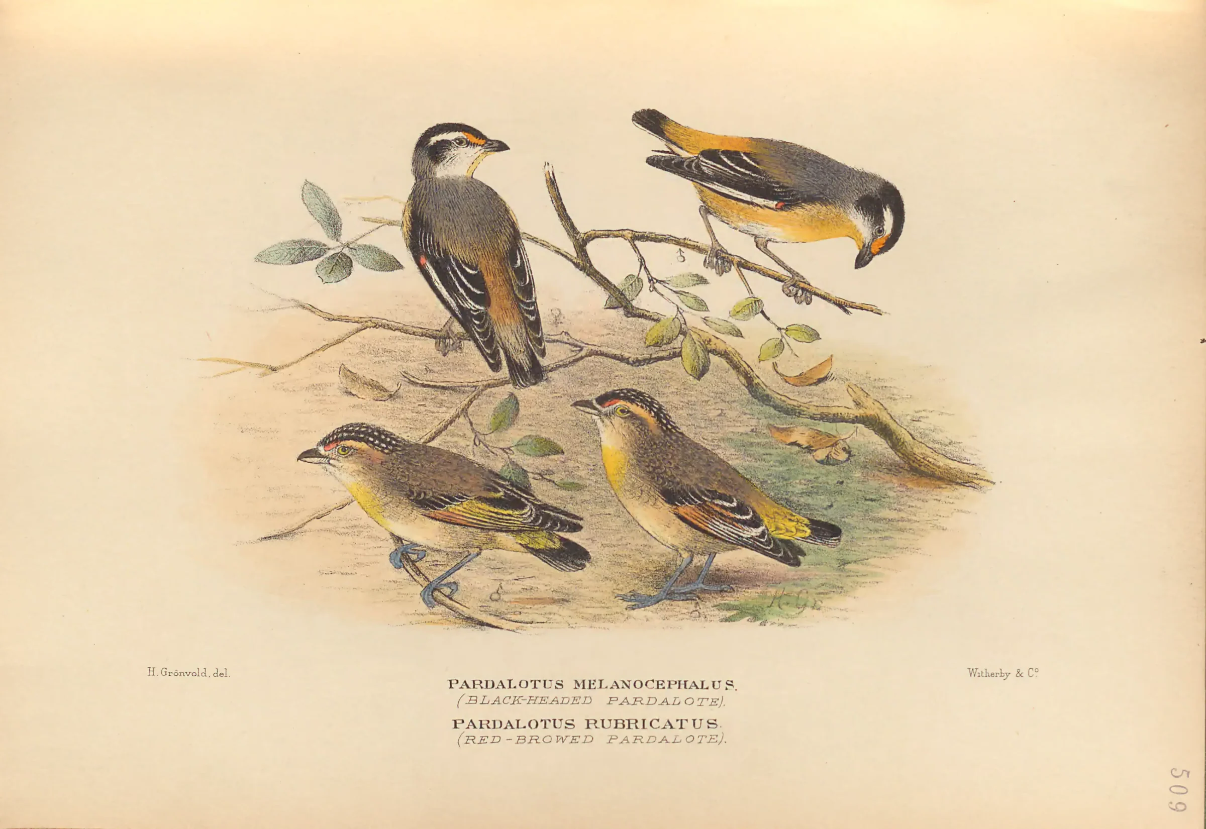 Historical bird plate: Red-browed Pardalote