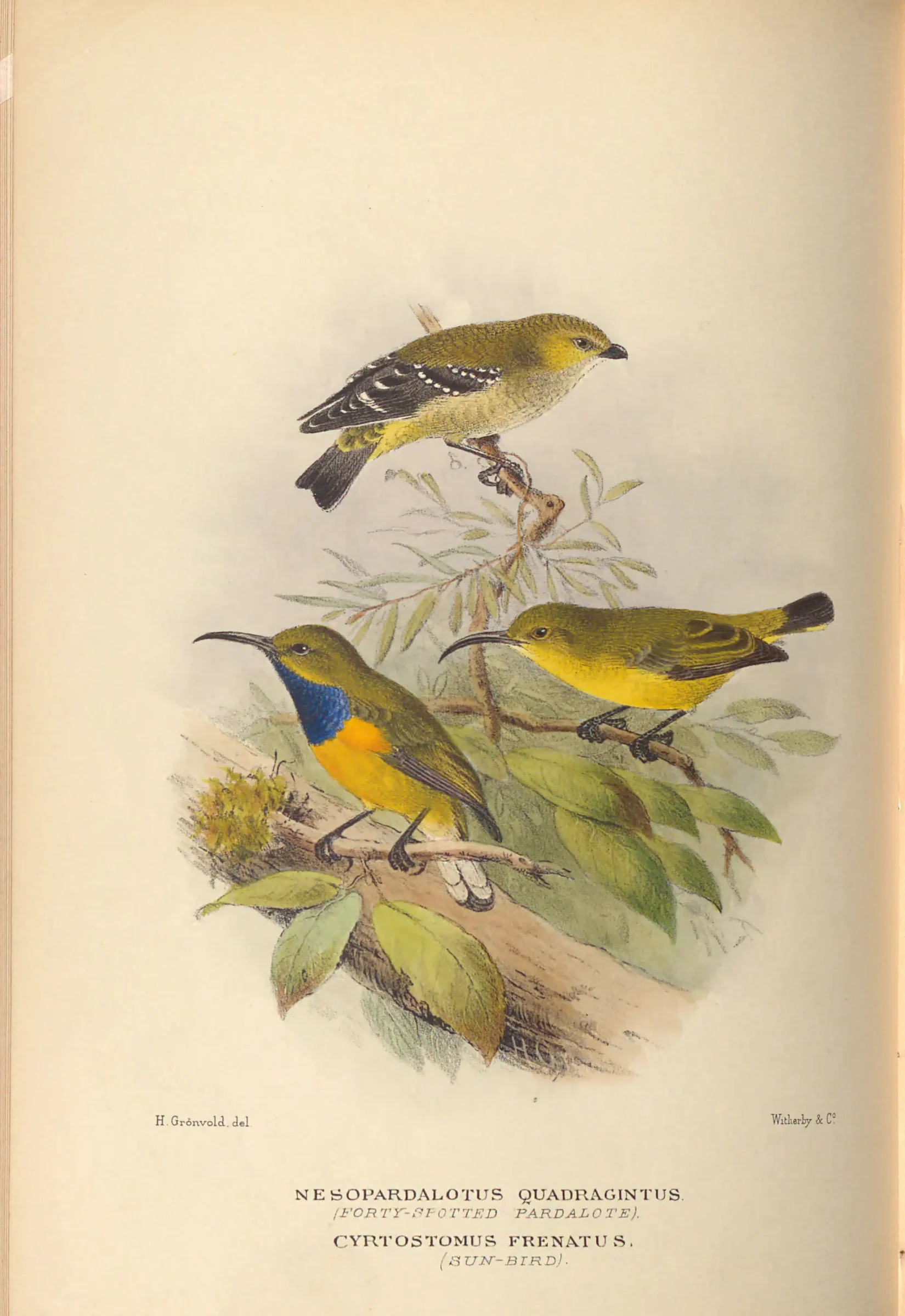 Historical bird plate: Forty-spotted Pardalote