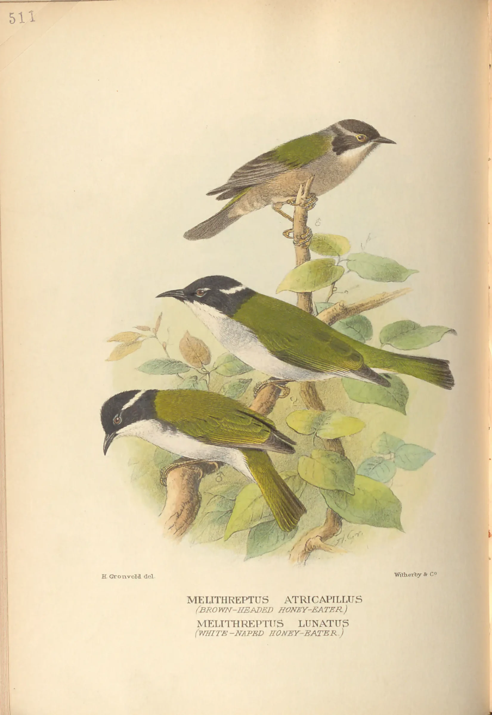Historical bird plate: Brown-headed Honeyeater