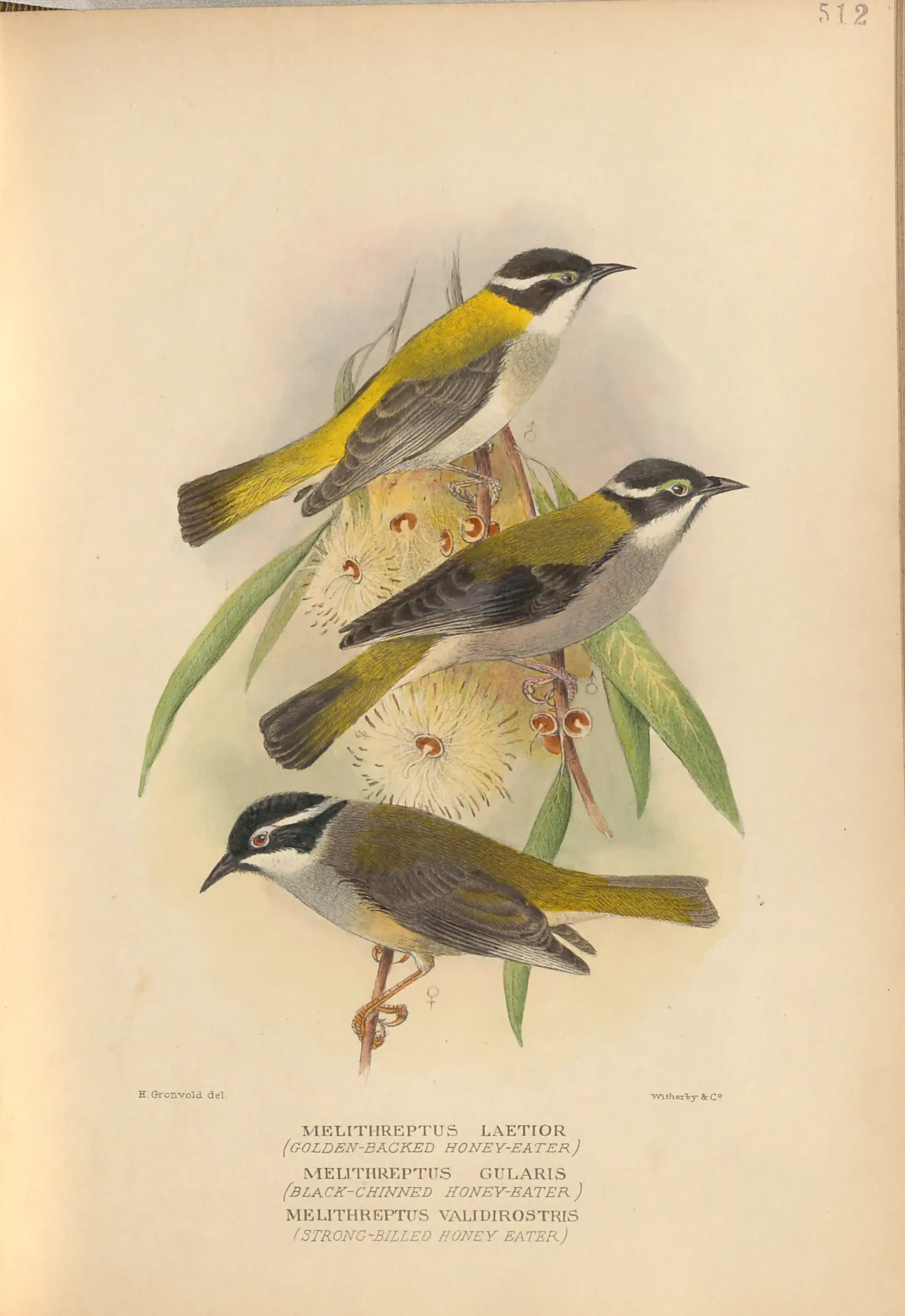 Historical bird plate: Black-chinned Honeyeater