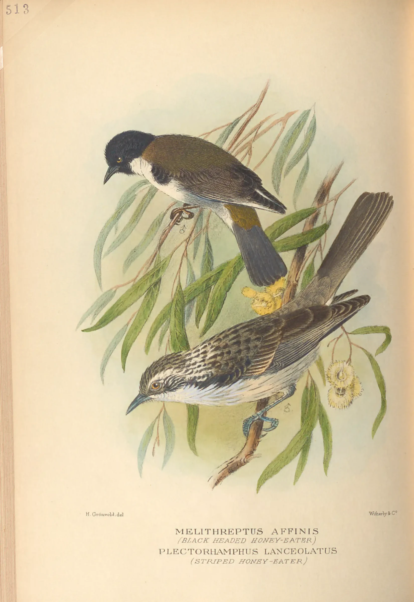 Historical bird plate: Black-headed Honeyeater