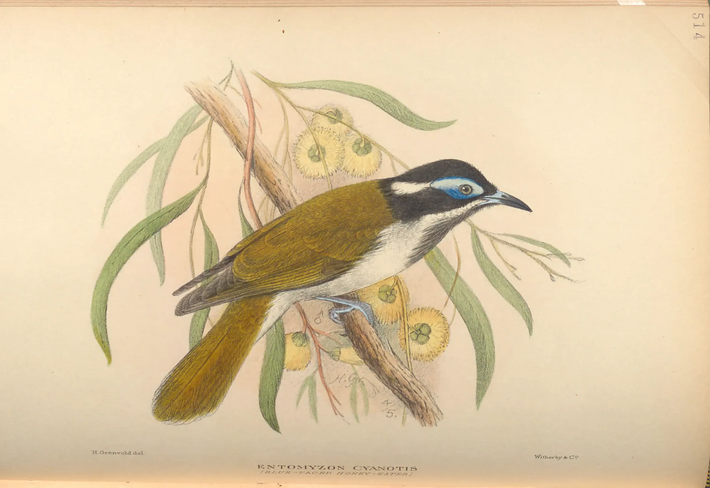 Historical bird plate: Blue-faced Honeyeater