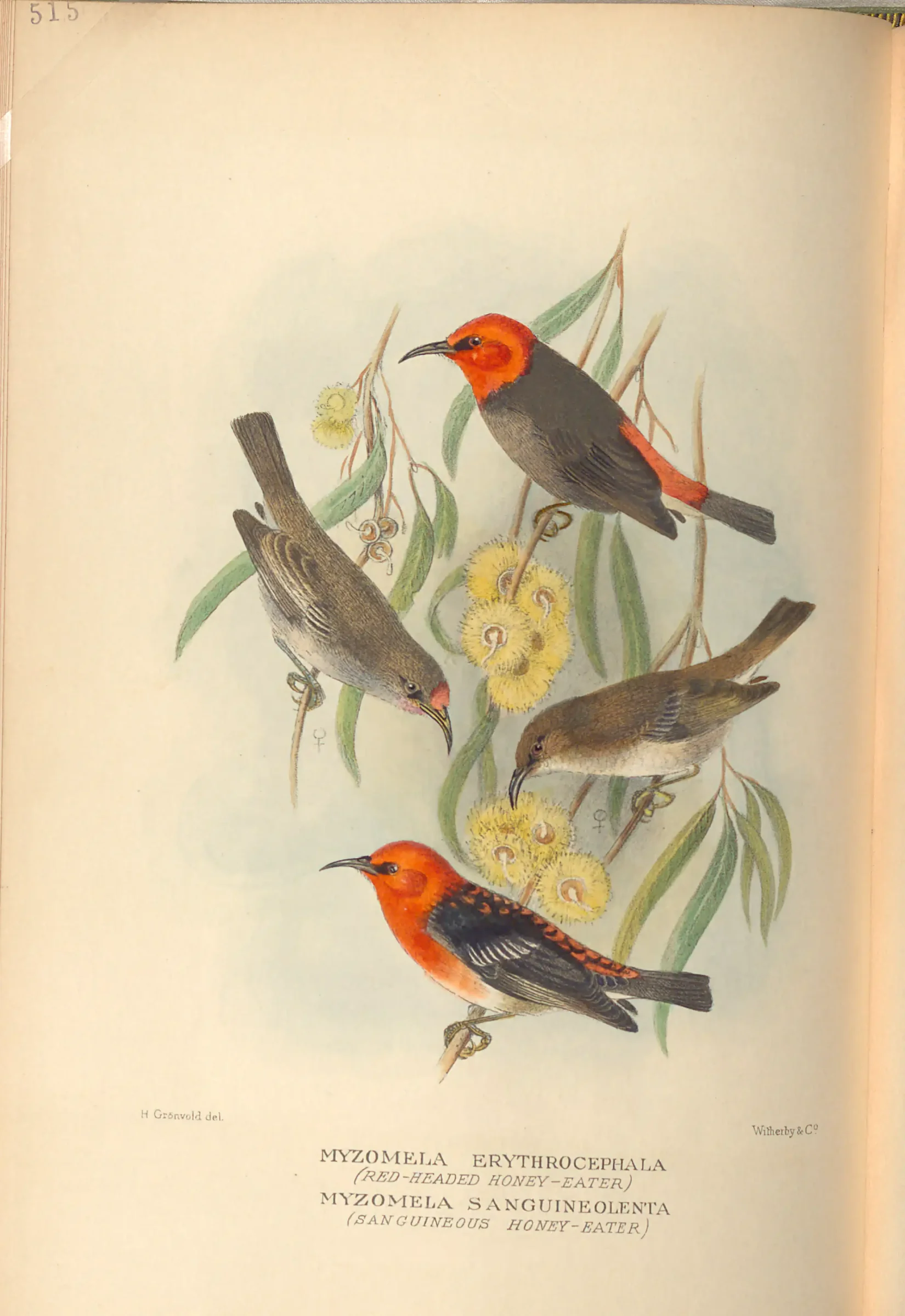 Historical bird plate: Red-headed Myzomela