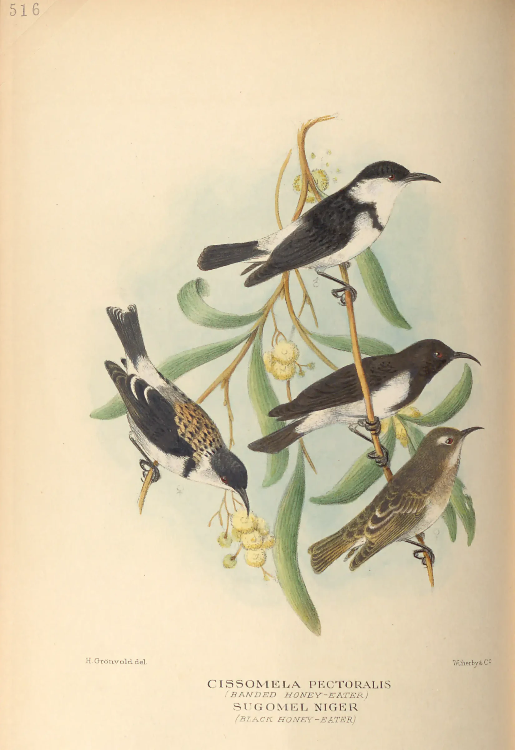 Historical bird plate: Banded Honeyeater