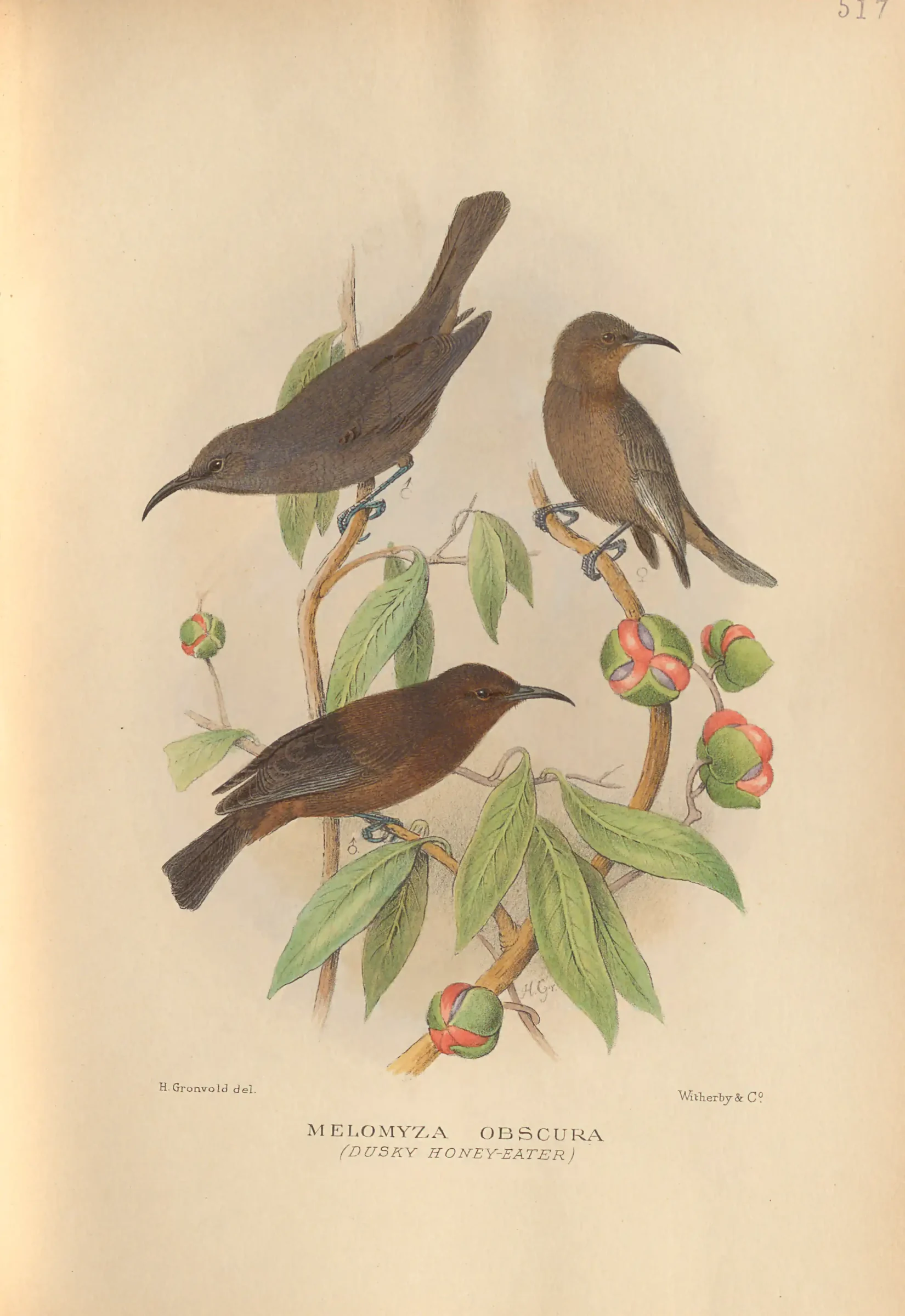 Historical bird plate: Dusky Myzomela