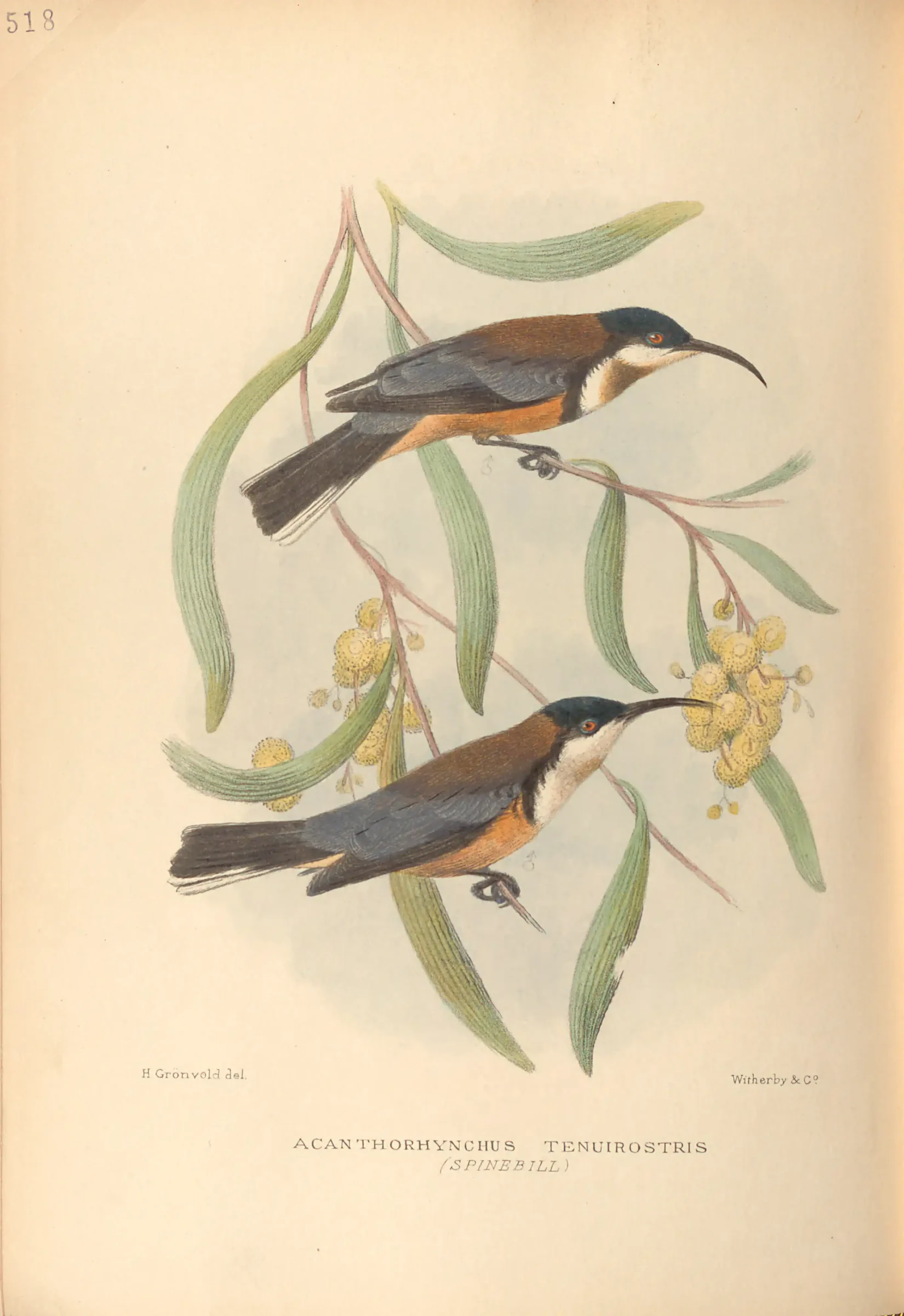 Historical bird plate: Eastern Spinebill