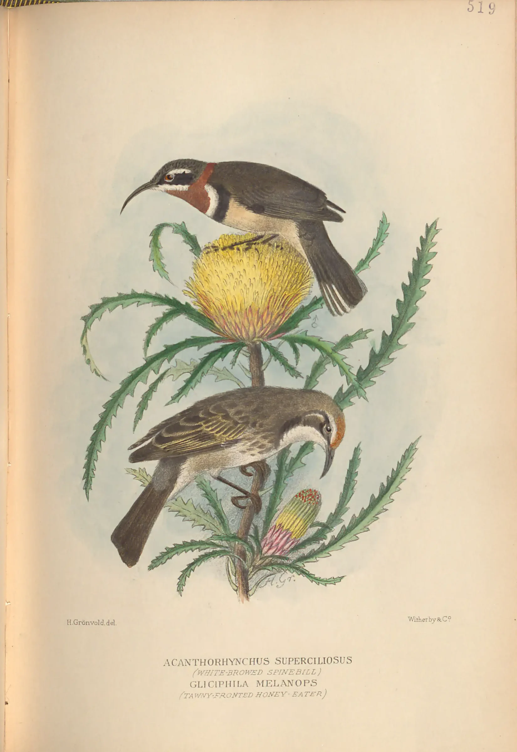 Historical bird plate: Tawny-crowned Honeyeater