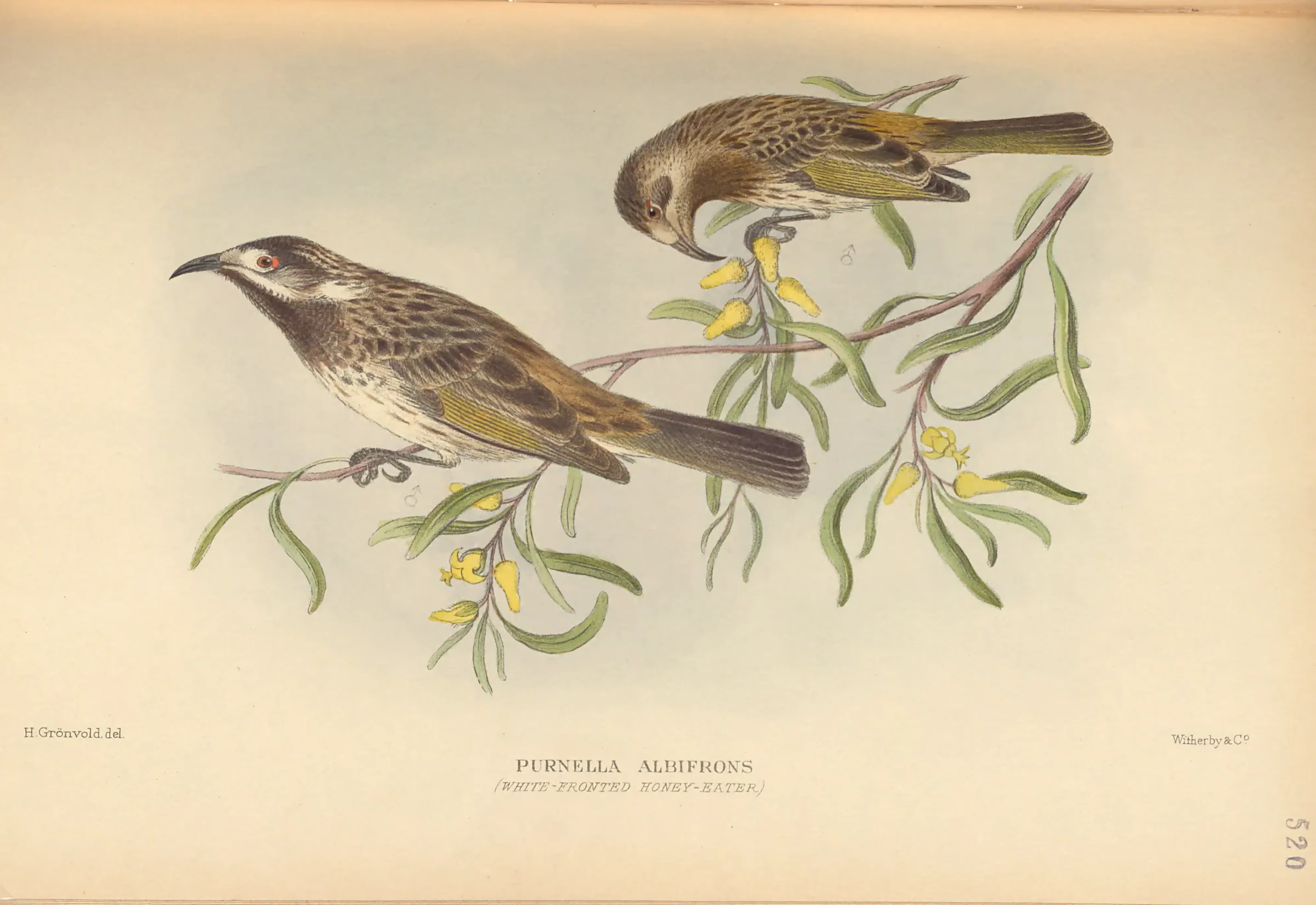 Historical bird plate: White-fronted Honeyeater