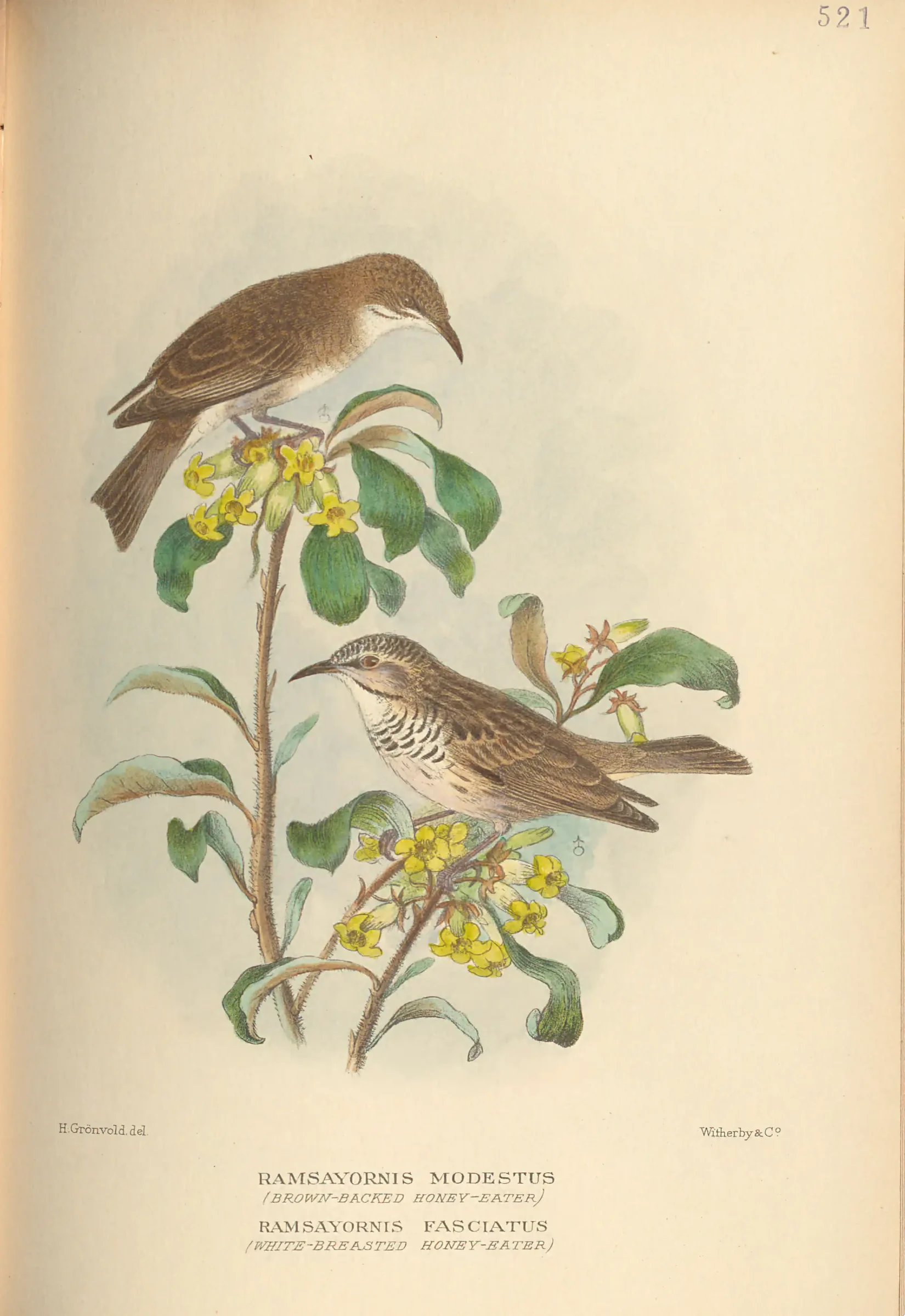 Historical bird plate: Bar-breasted Honeyeater