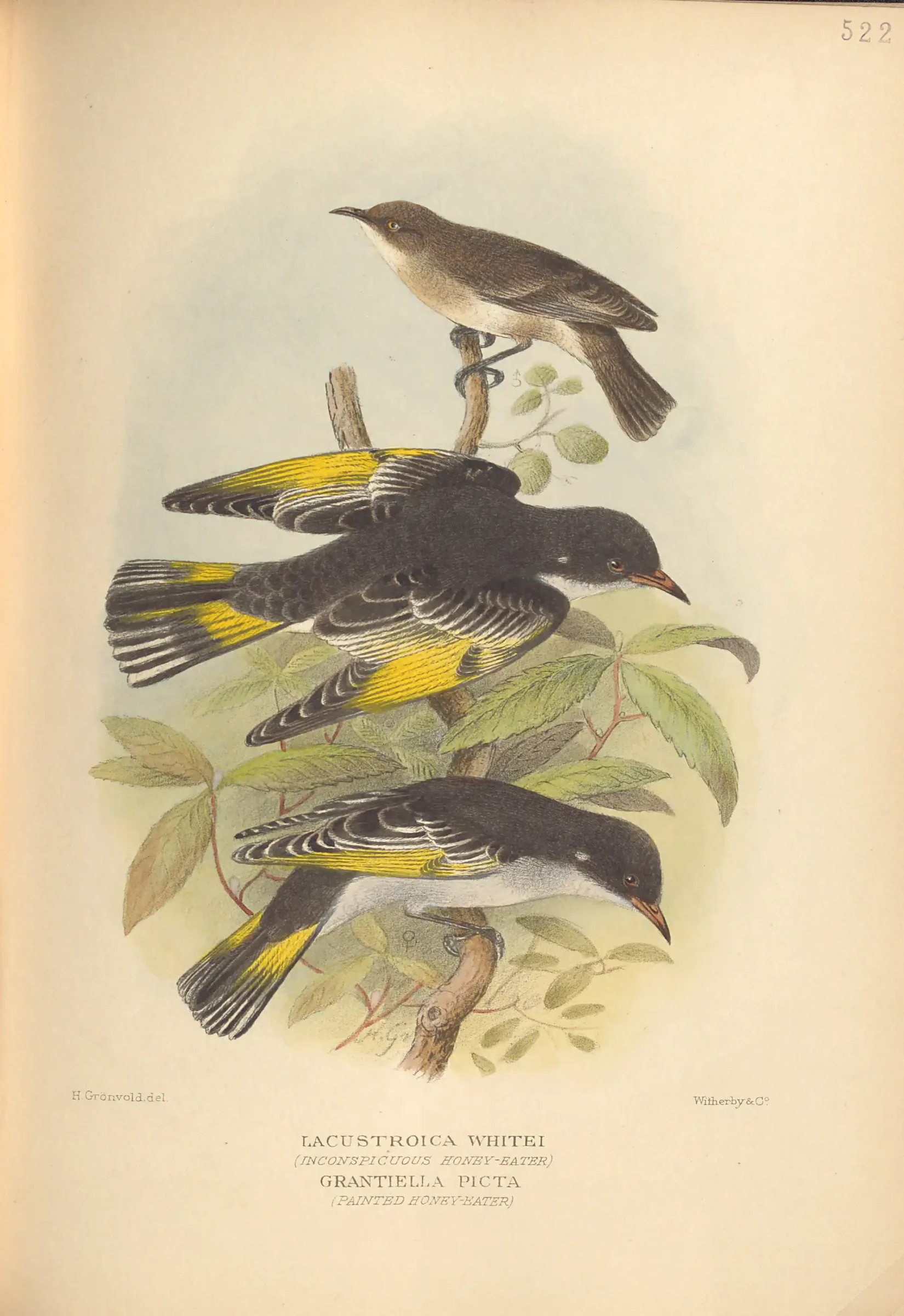 Historical bird plate: Grey Honeyeater