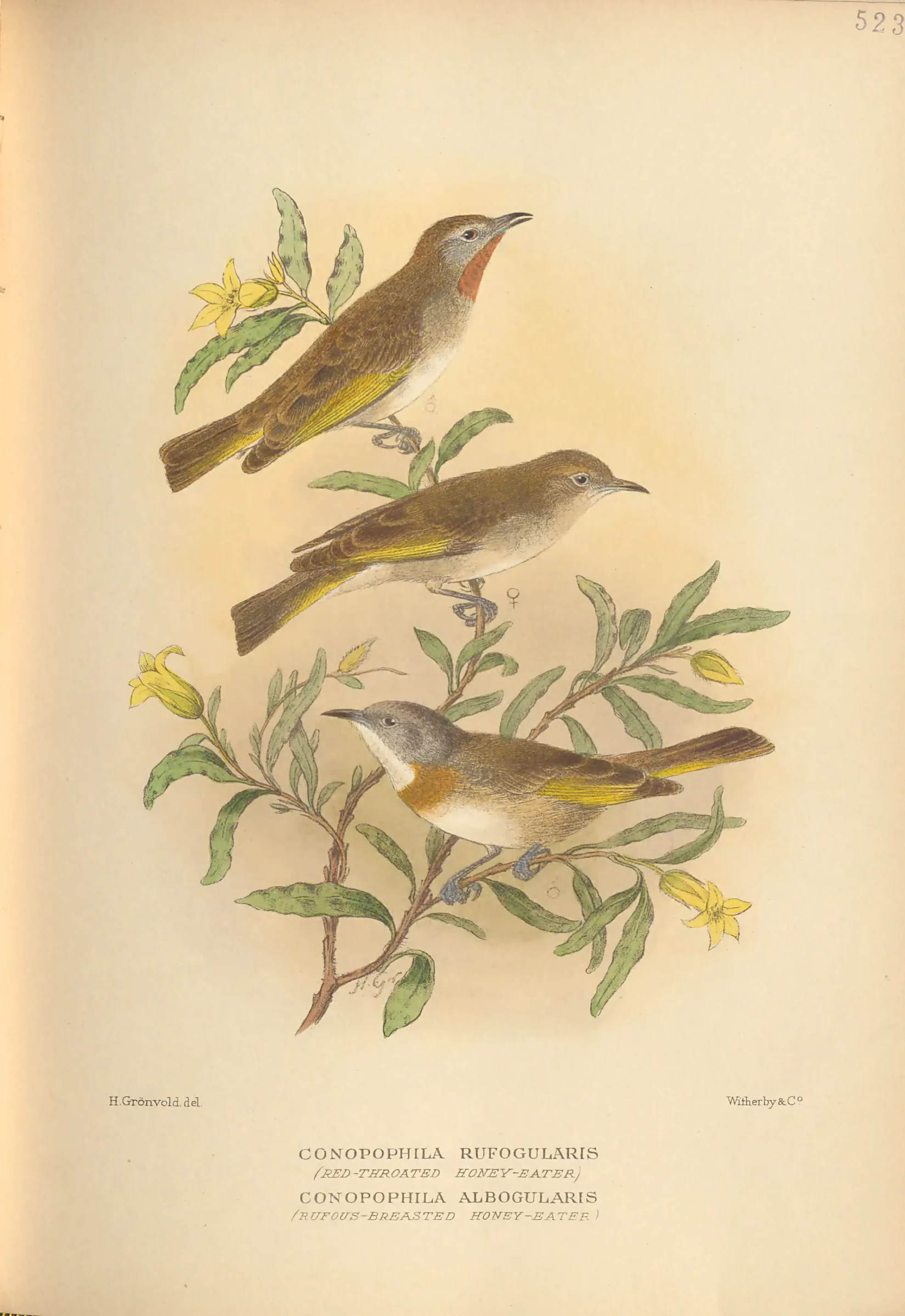 Historical bird plate: Rufous-banded Honeyeater