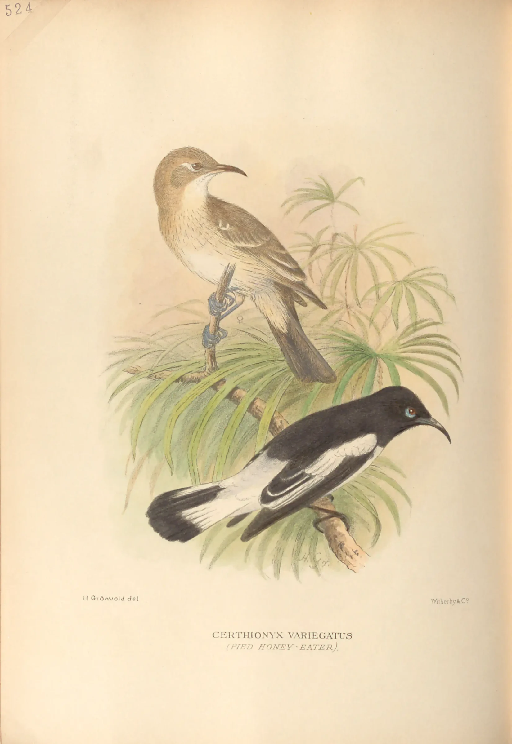 Historical bird plate: Pied Honeyeater