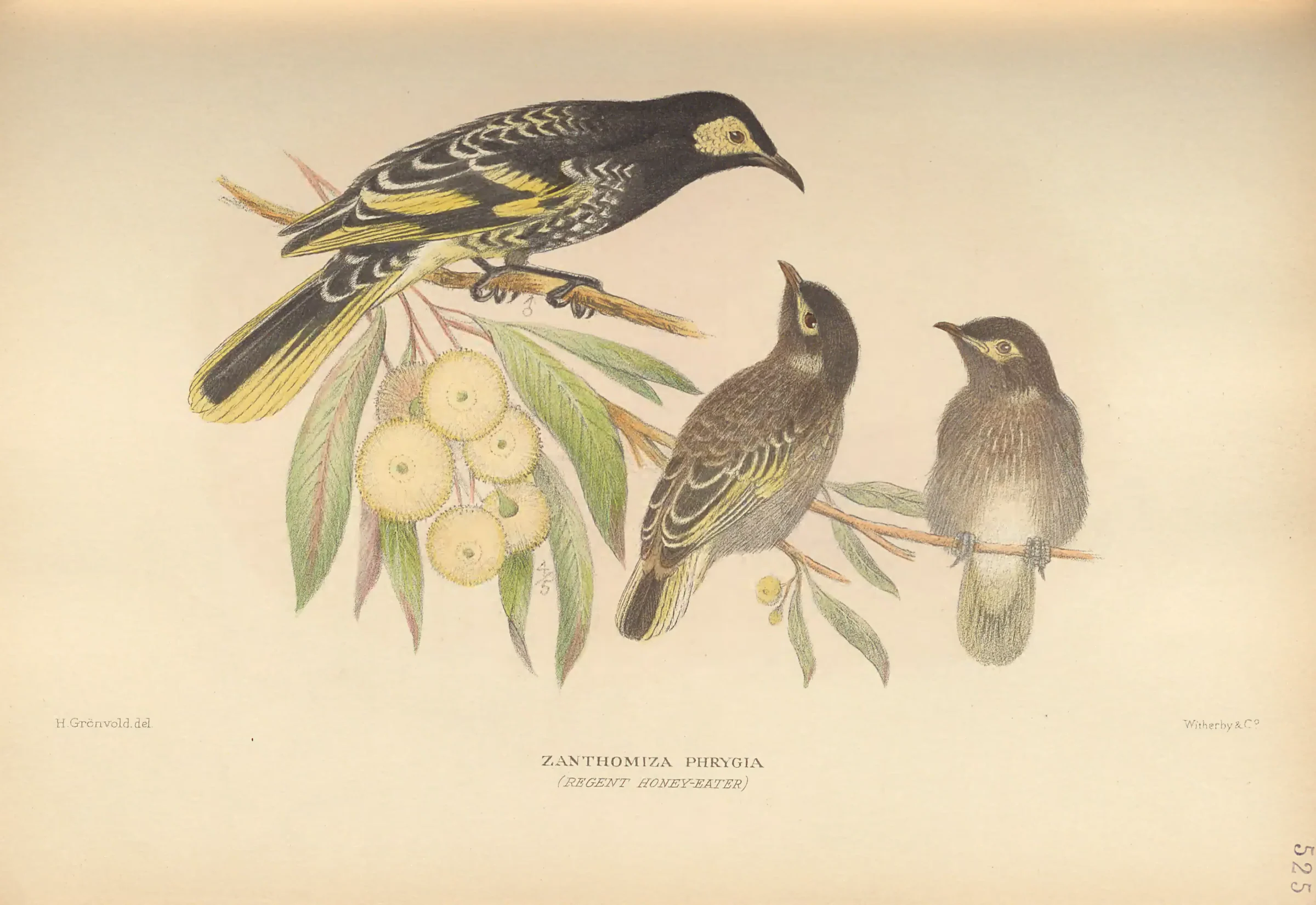 Historical bird plate: Regent Honeyeater