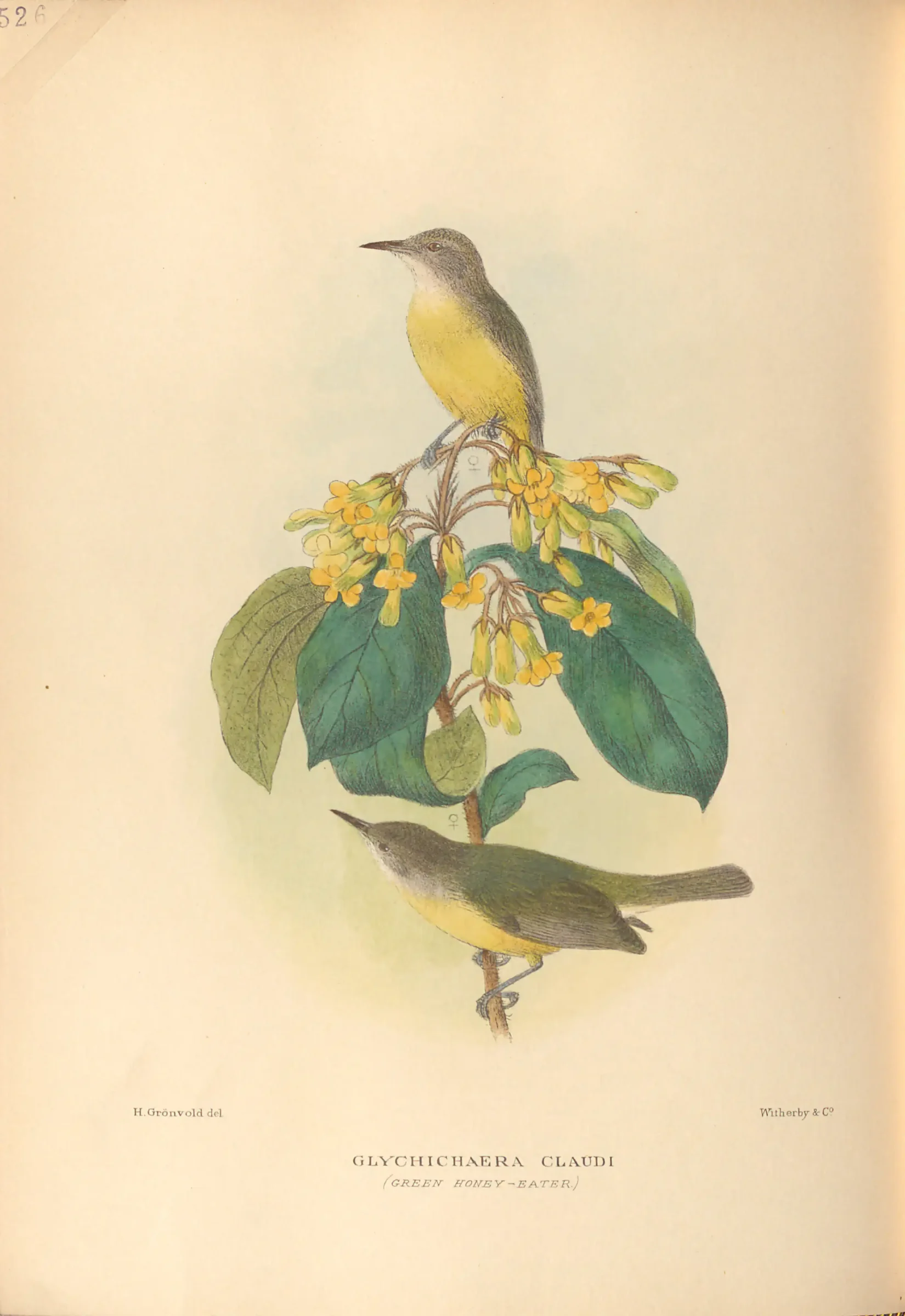 Historical bird plate: Green-backed Honeyeater