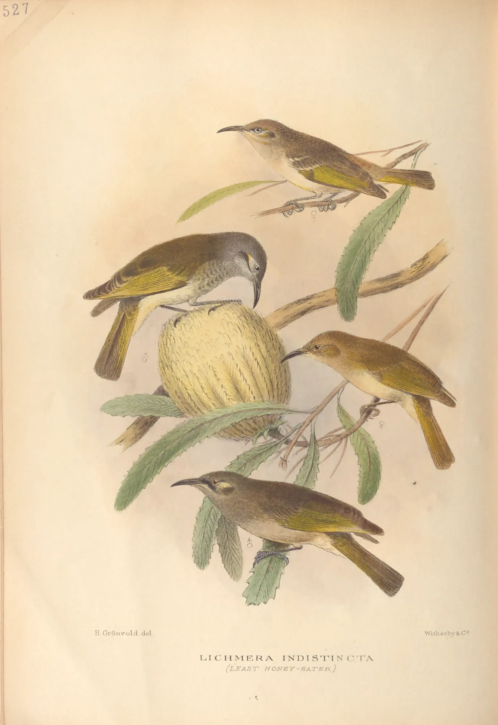 Historical bird plate: Brown Honeyeater
