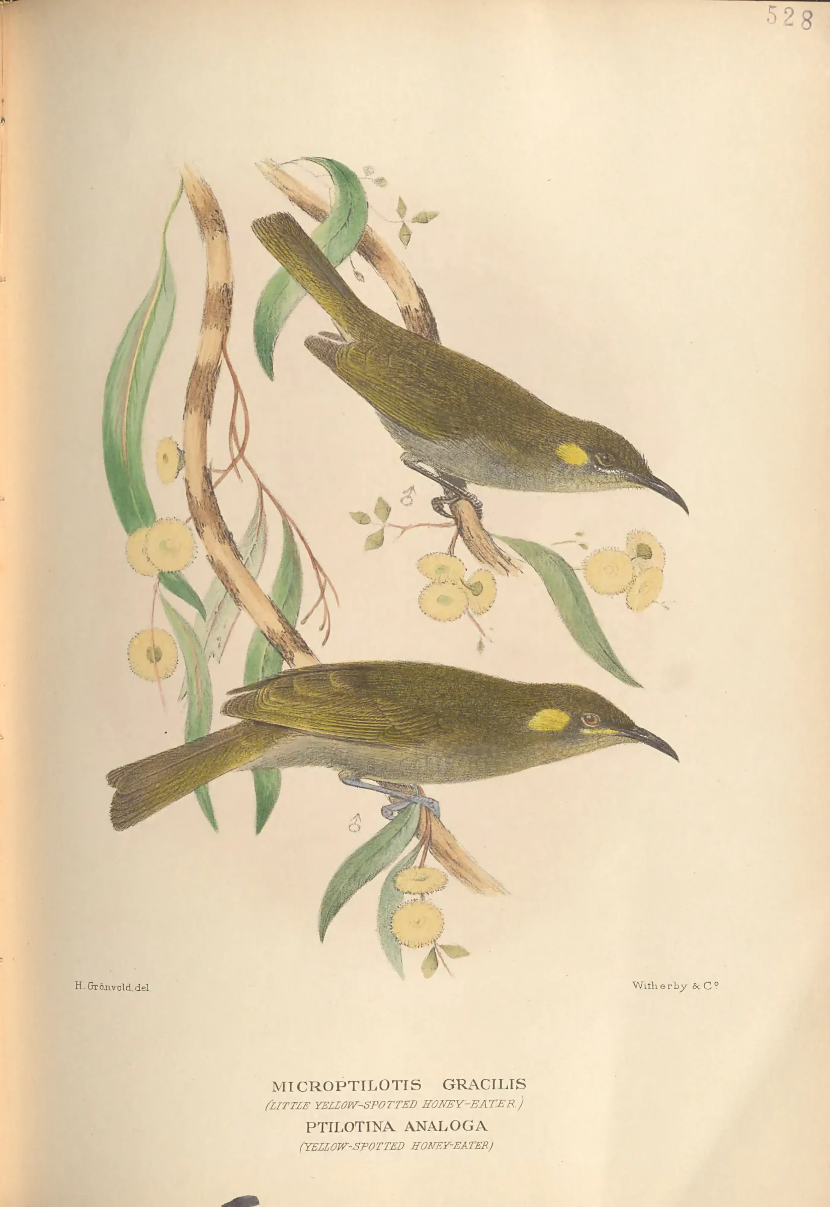 Historical bird plate: Graceful Honeyeater