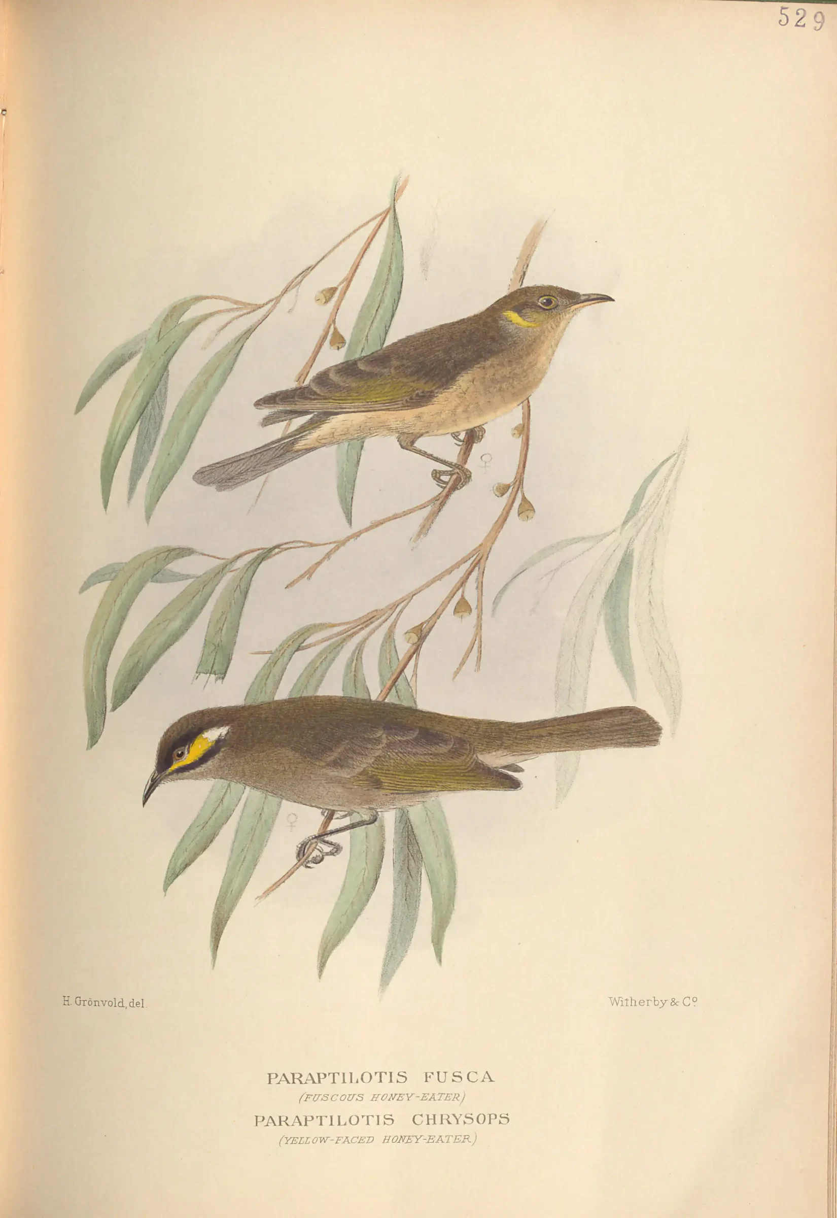 Historical bird plate: Fuscous Honeyeater