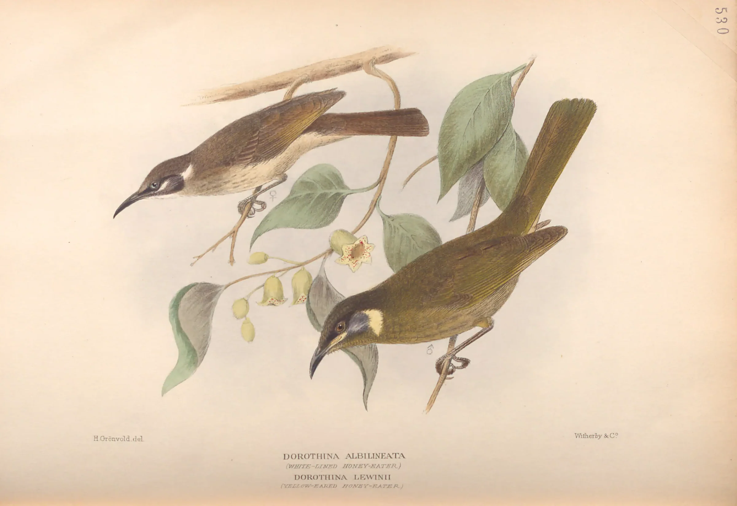 Historical bird plate: Lewin's Honeyeater