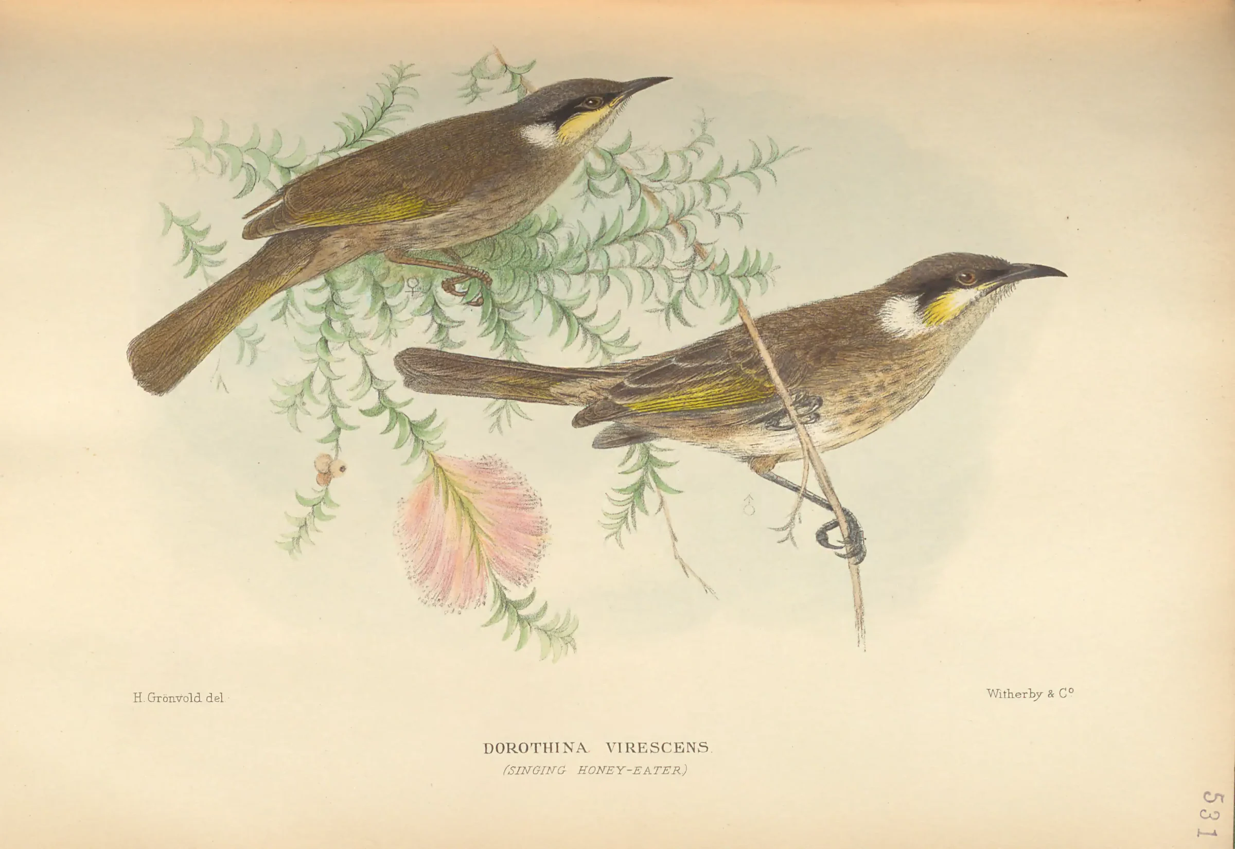 Historical bird plate: Singing Honeyeater