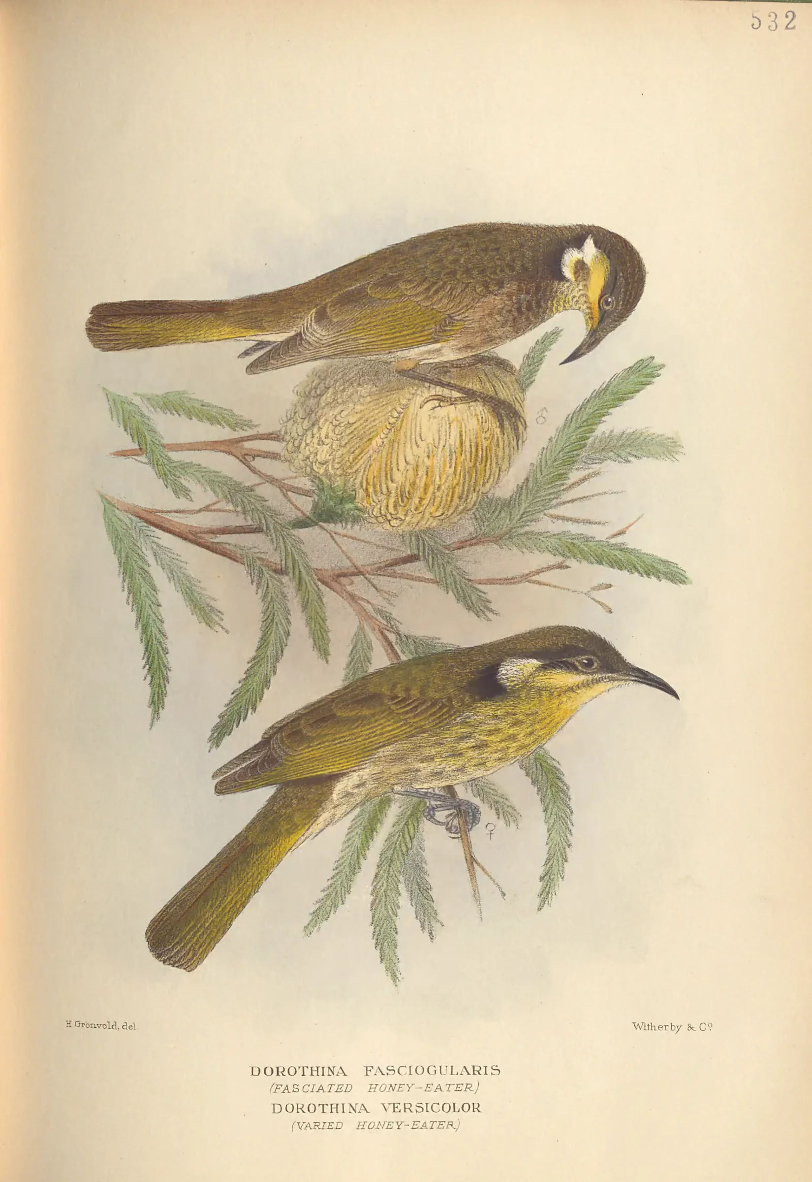 Historical bird plate: Mangrove Honeyeater