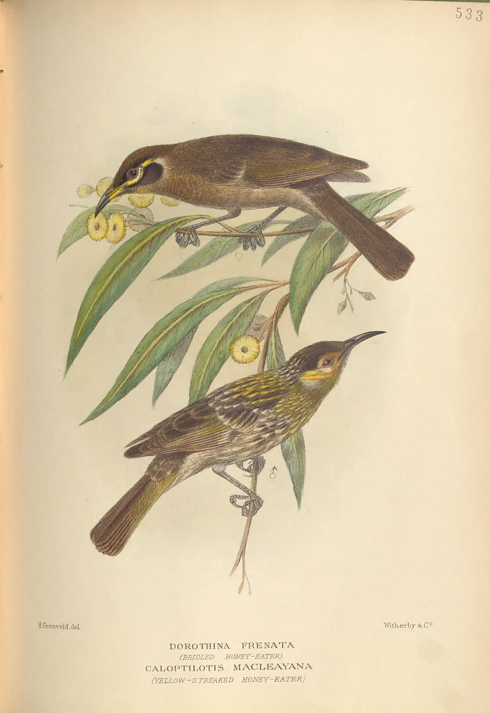Historical bird plate: Bridled Honeyeater