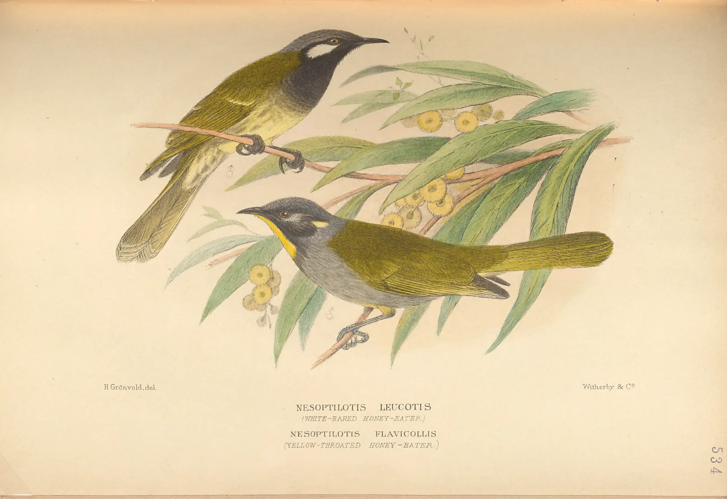 Historical bird plate: White-eared Honeyeater