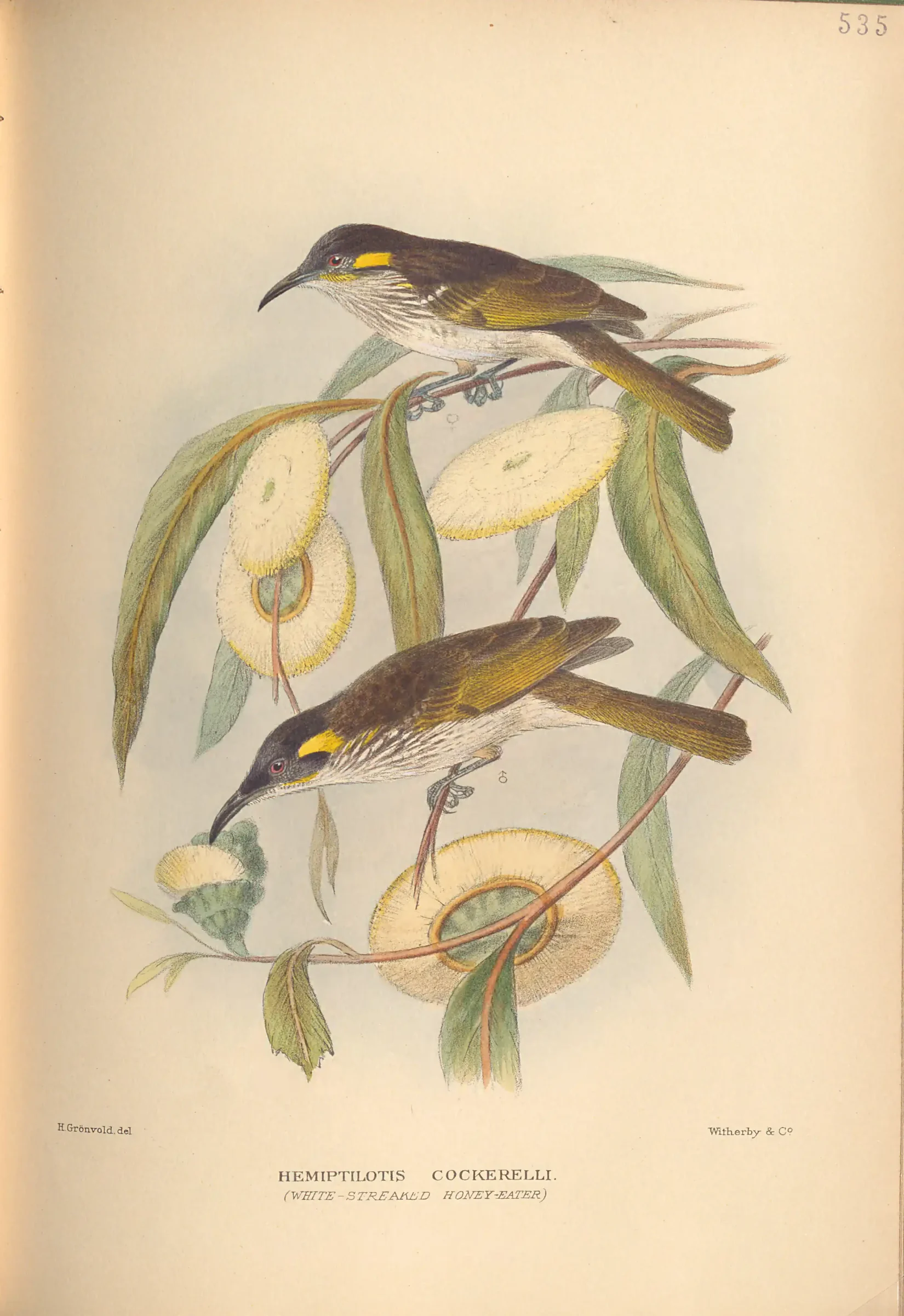 Historical bird plate: White-streaked Honeyeater