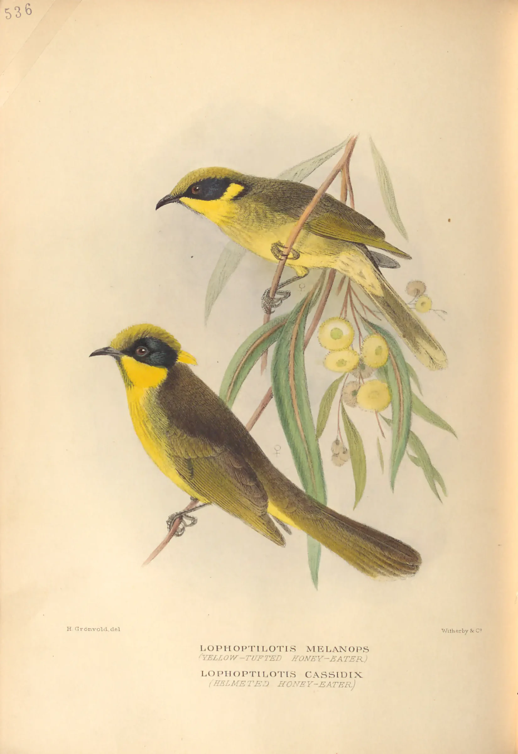 Historical bird plate: Yellow-tufted Honeyeater