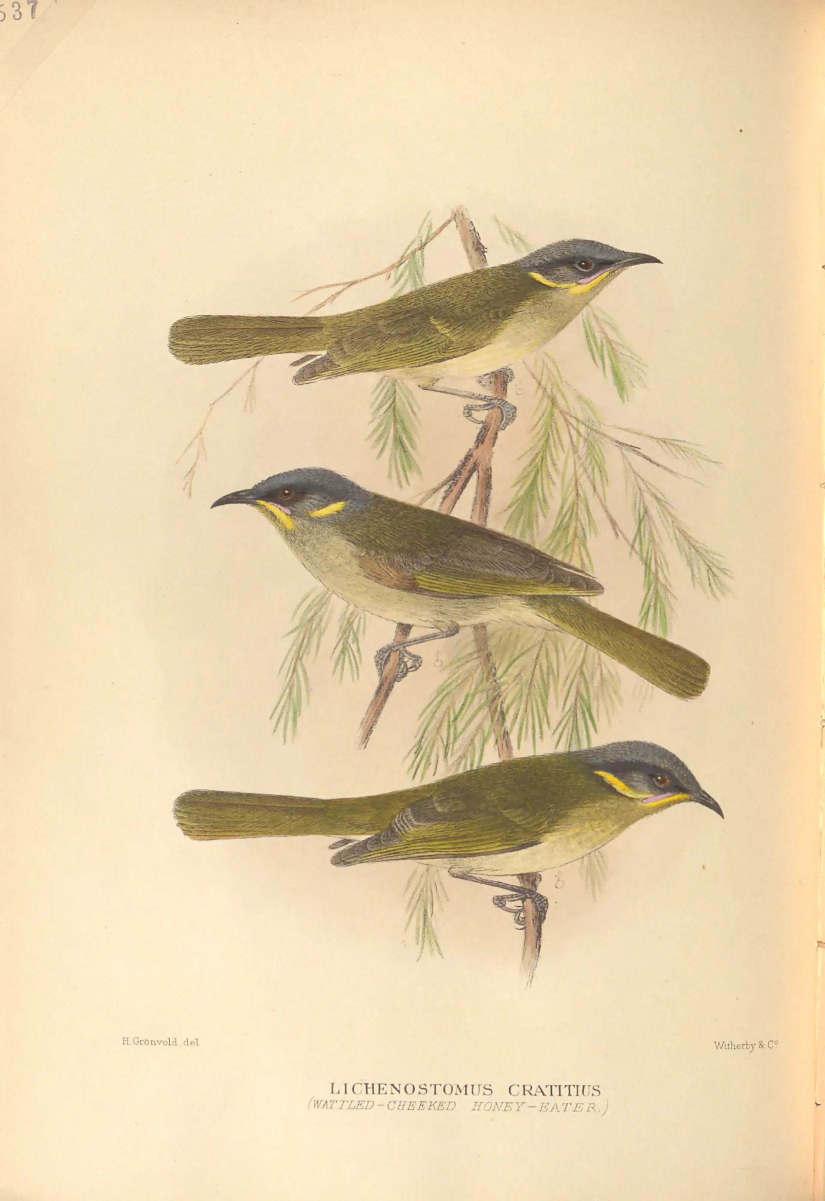 Historical bird plate: Purple-gaped Honeyeater