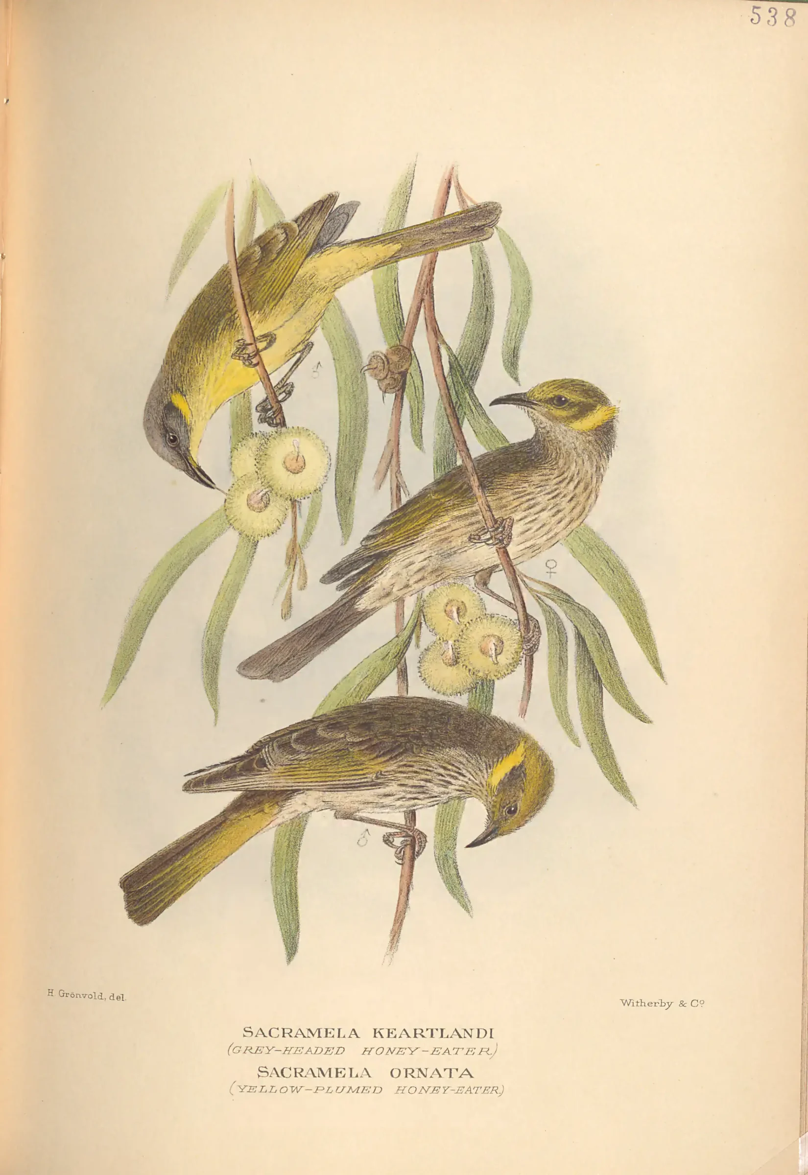 Historical bird plate: Grey-headed Honeyeater